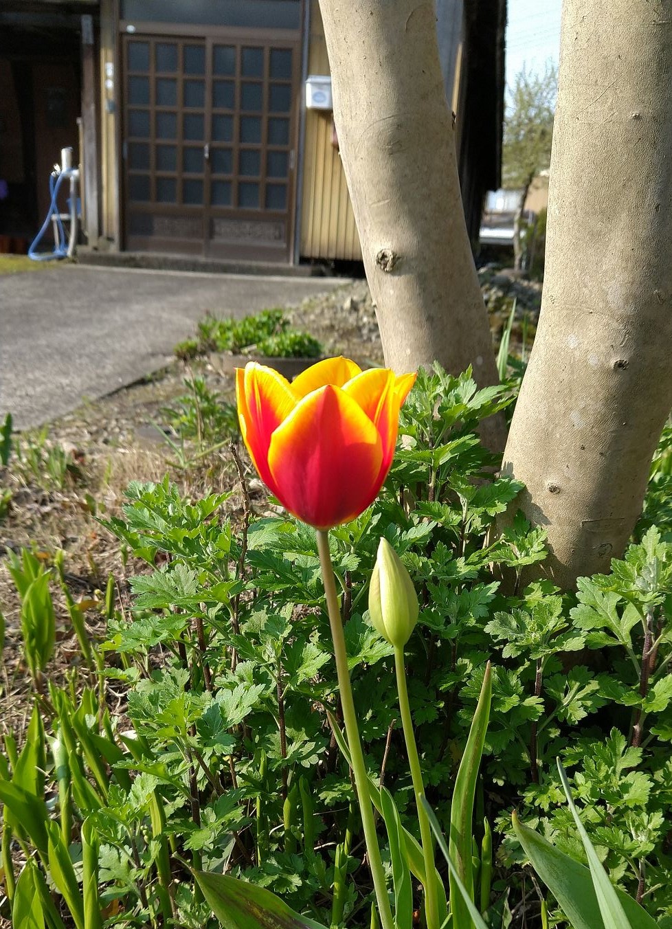 赤と黄色のグラデーションが美しいチューリップ