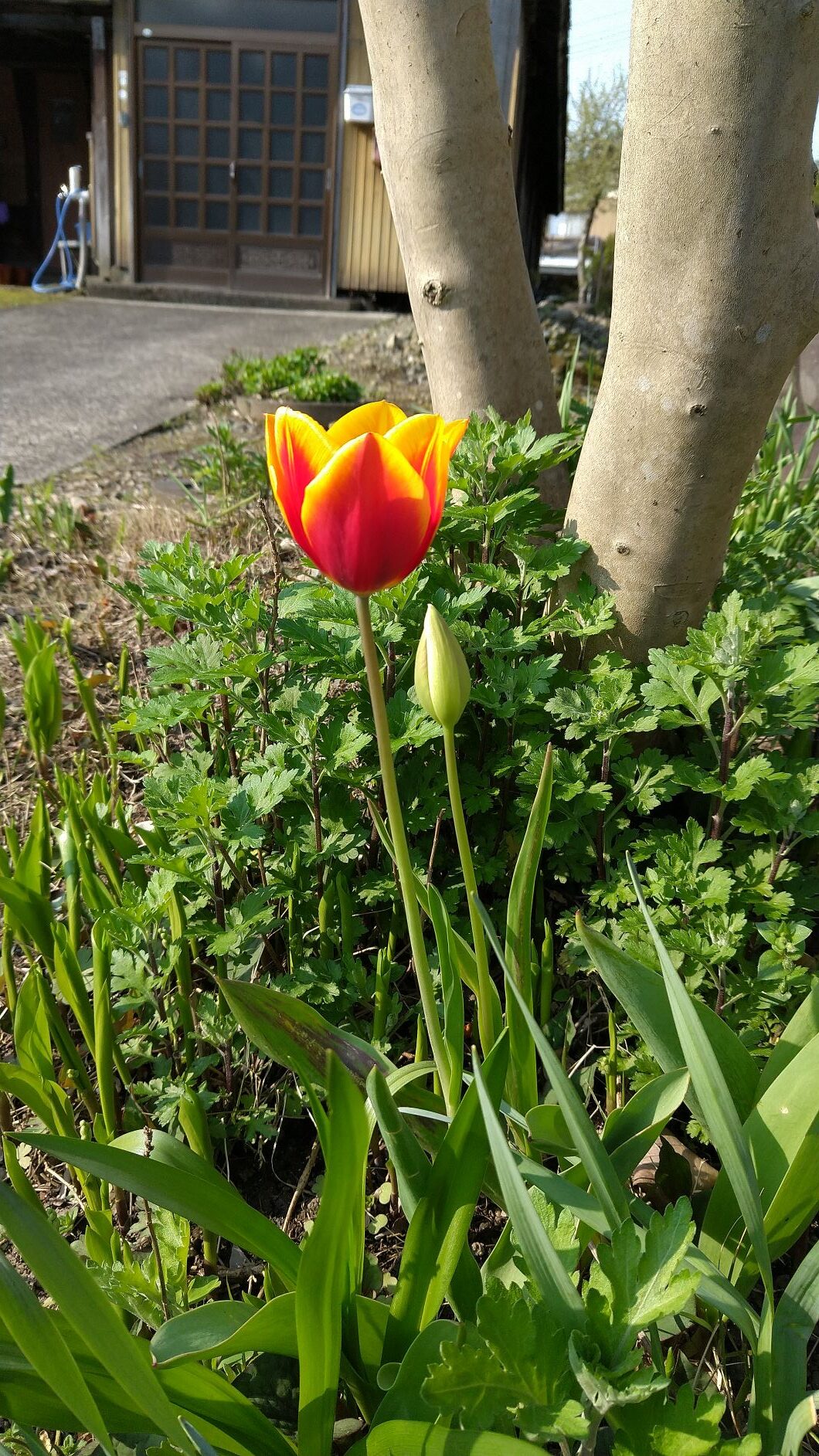 開花したチューリップ