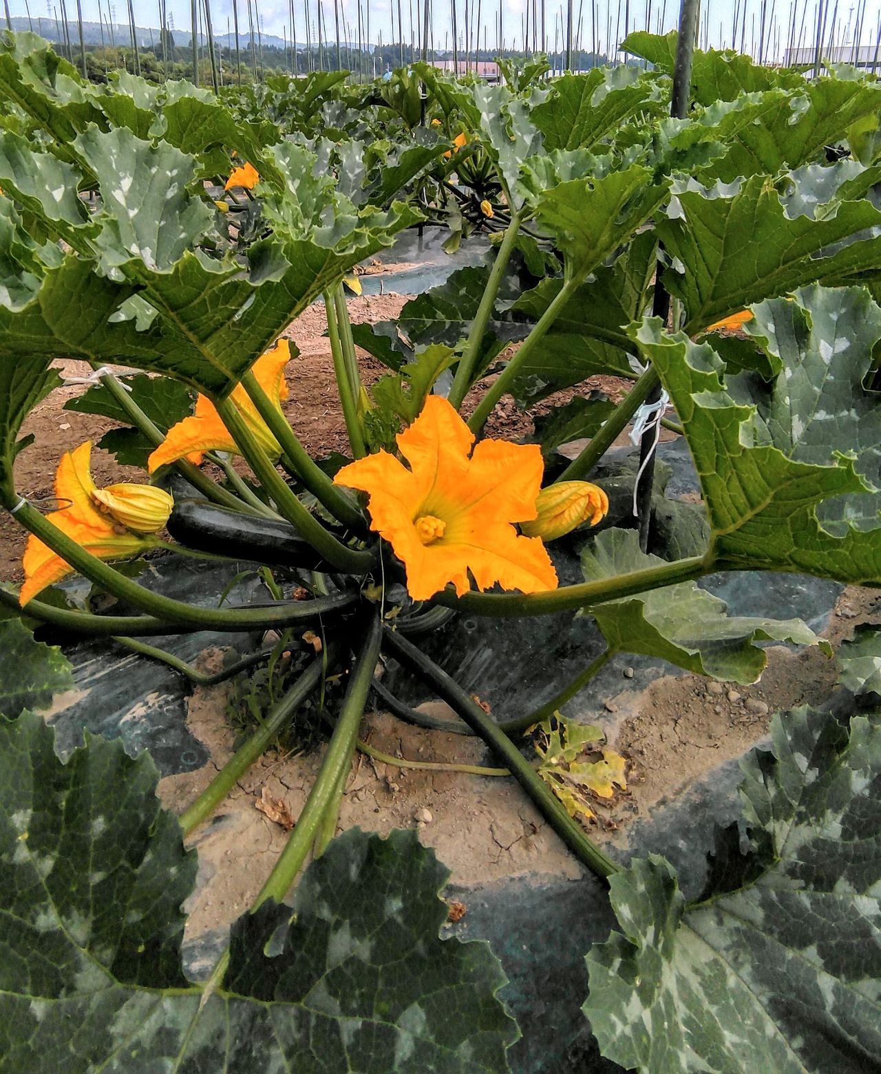 早朝に咲いたズッキーニの黄色い雌花