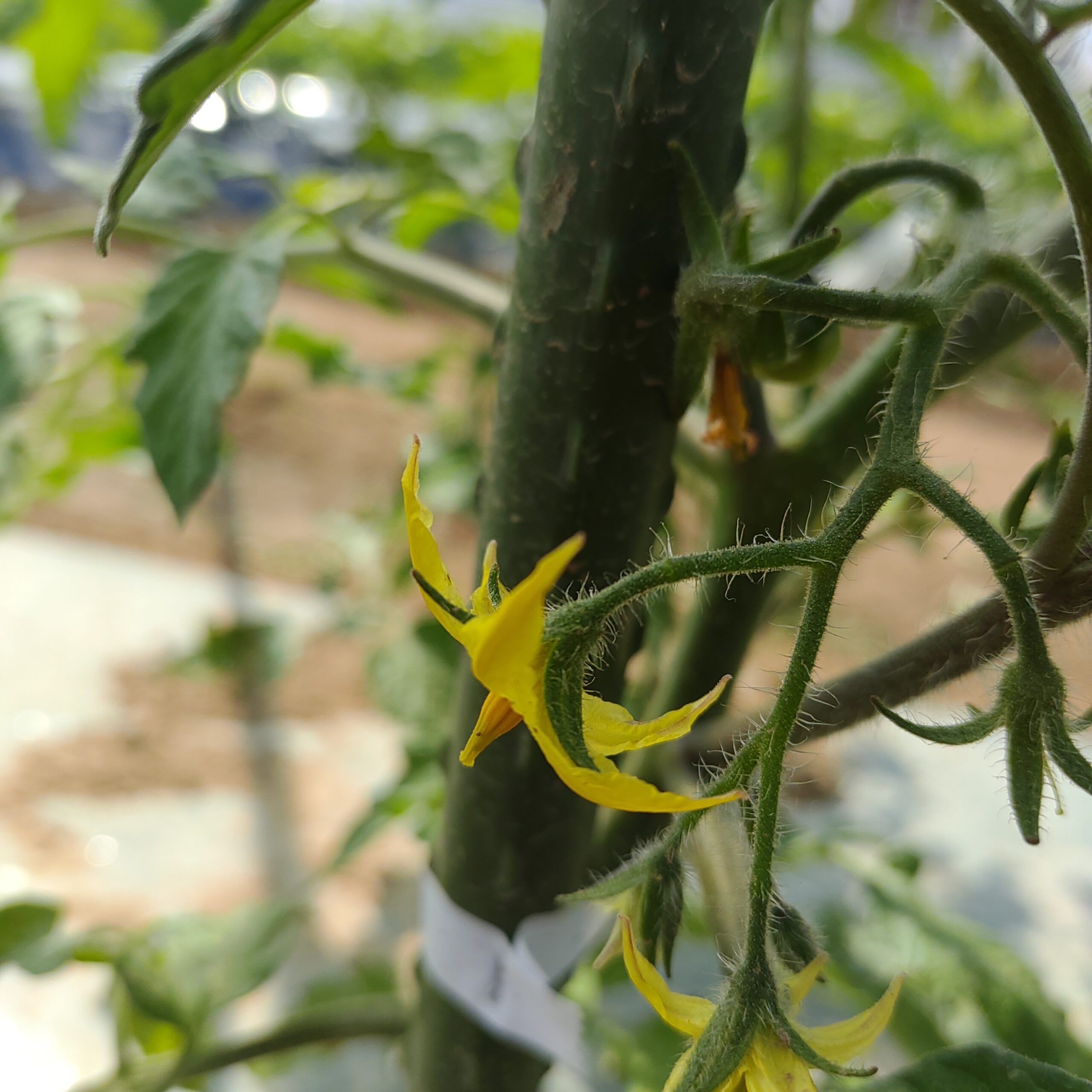 開花して二日目のトマトの花