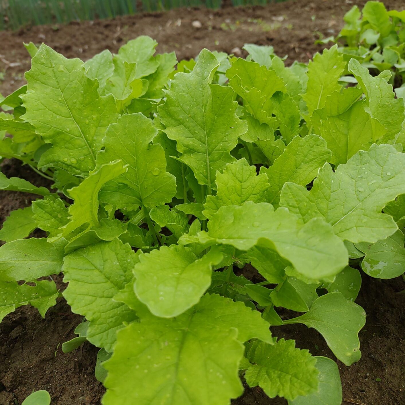 青く生い茂っている葉大根