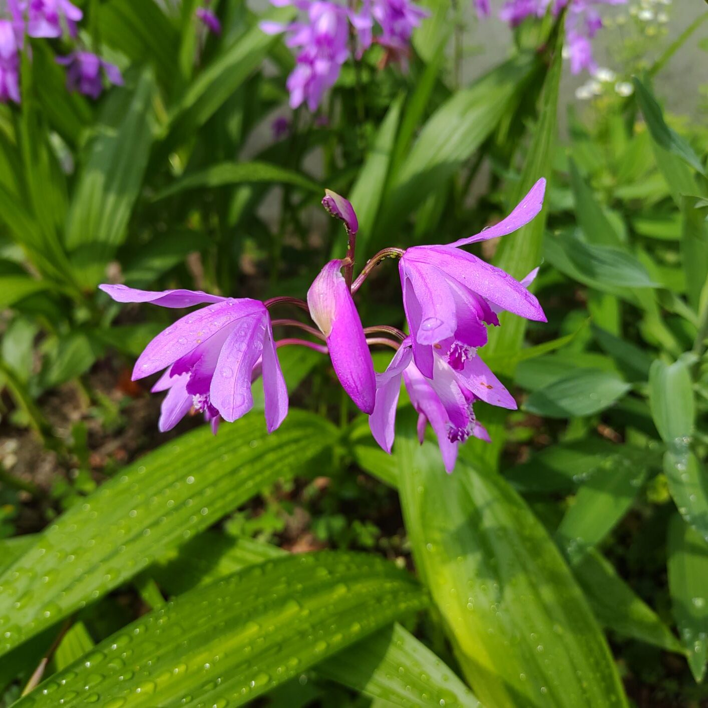 雨に濡れた紫路の花