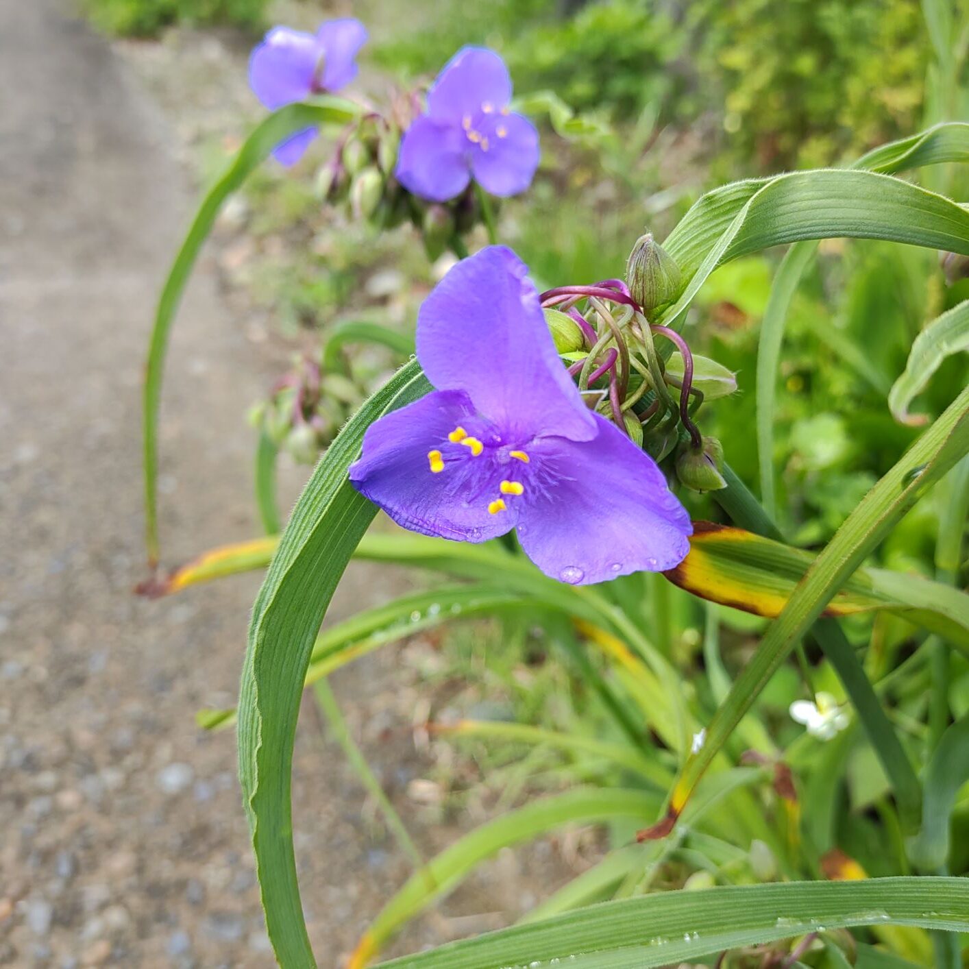 緑の葉っぱと青い花びら