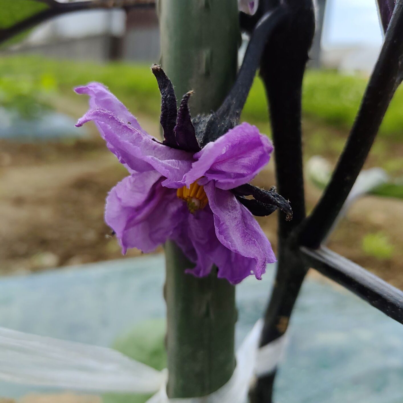 ６月に咲いたナスの一番花