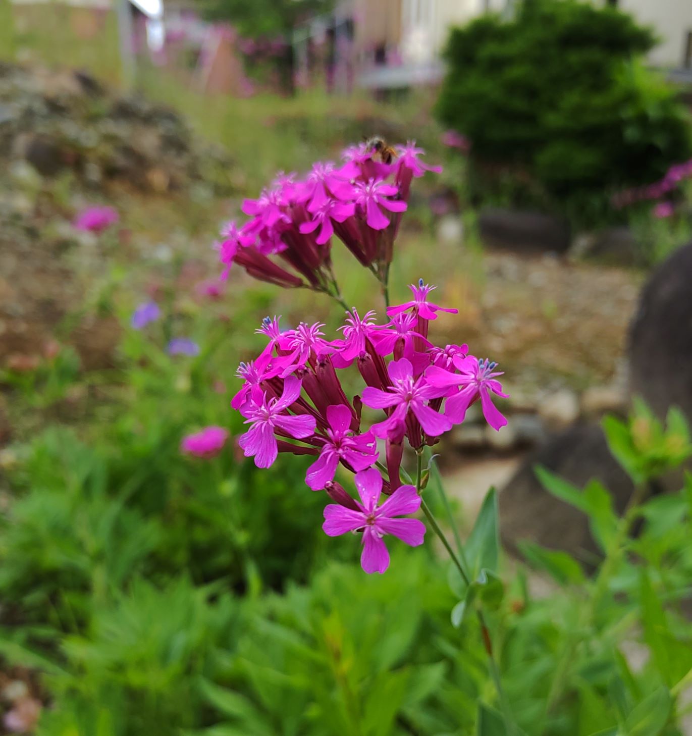 色鮮やかに咲く紫色の花