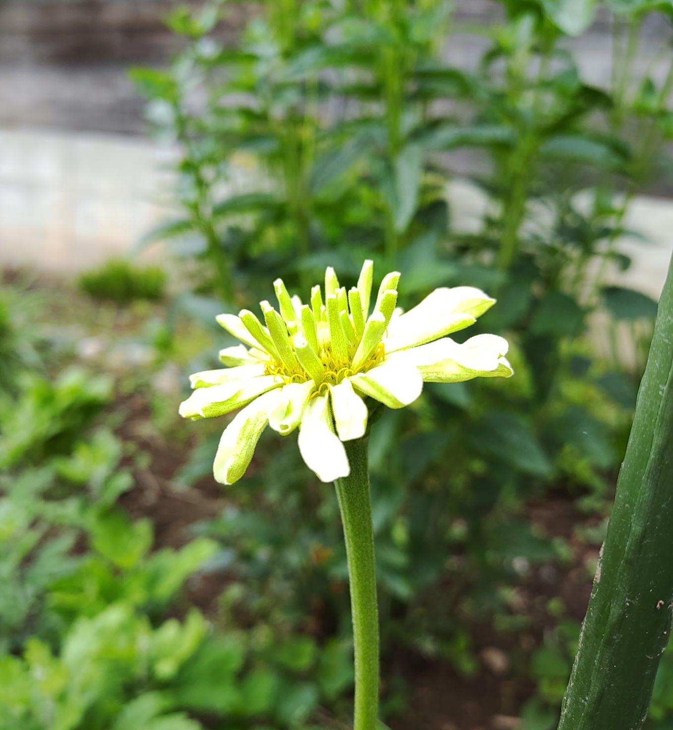 めしべが黄色く花びらが白い花