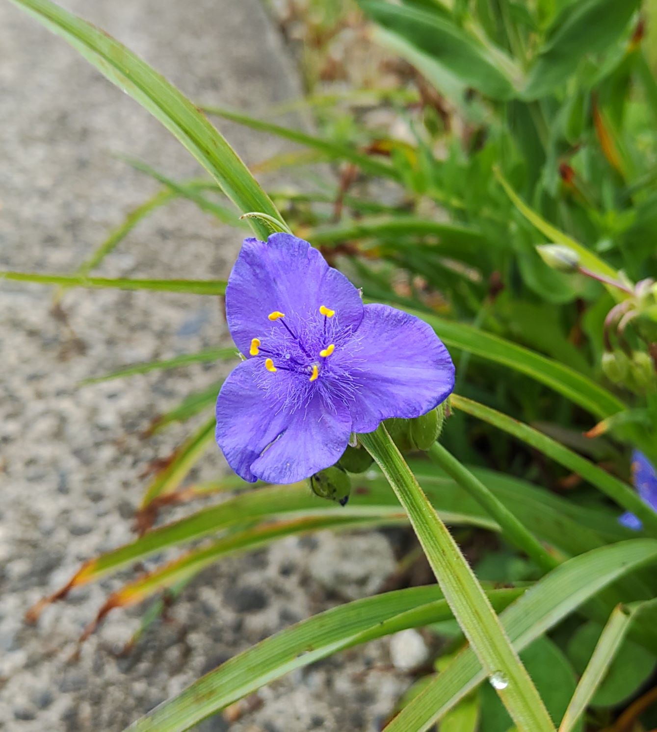 控えめに主張する青い花