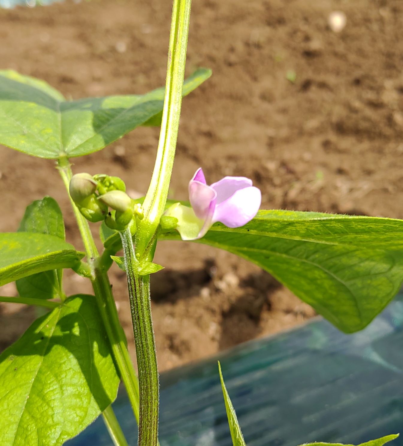 薄いピンク色の豆の花