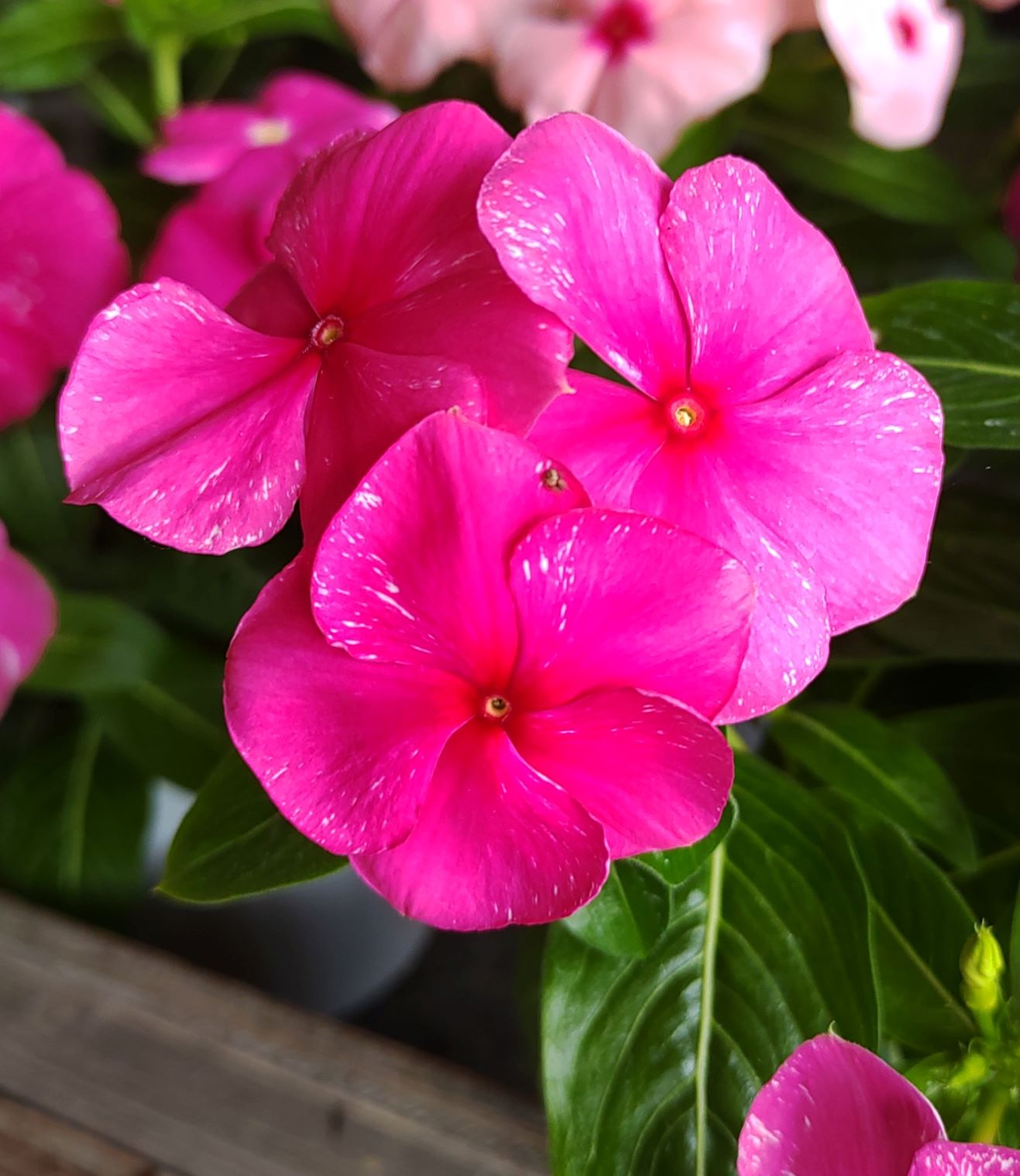 鮮やかに咲くピンクの花