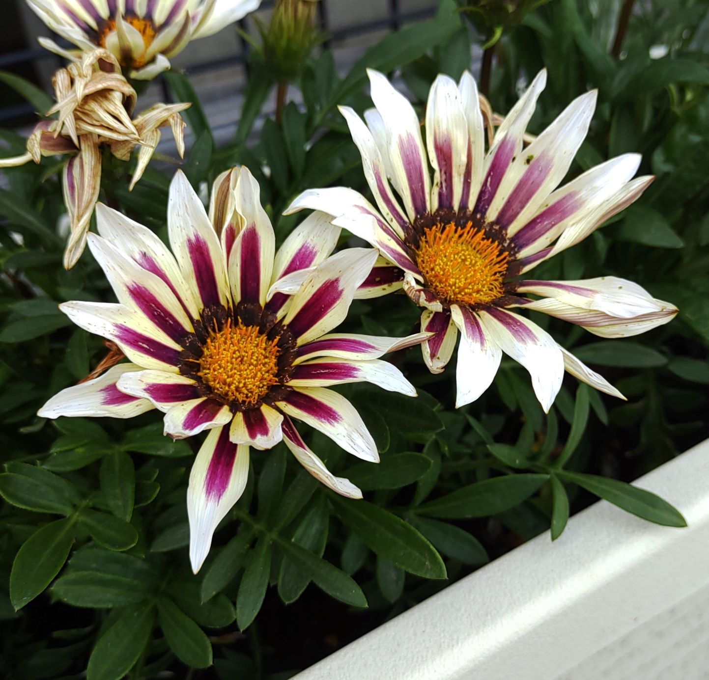 白と赤の花びらが美しい花