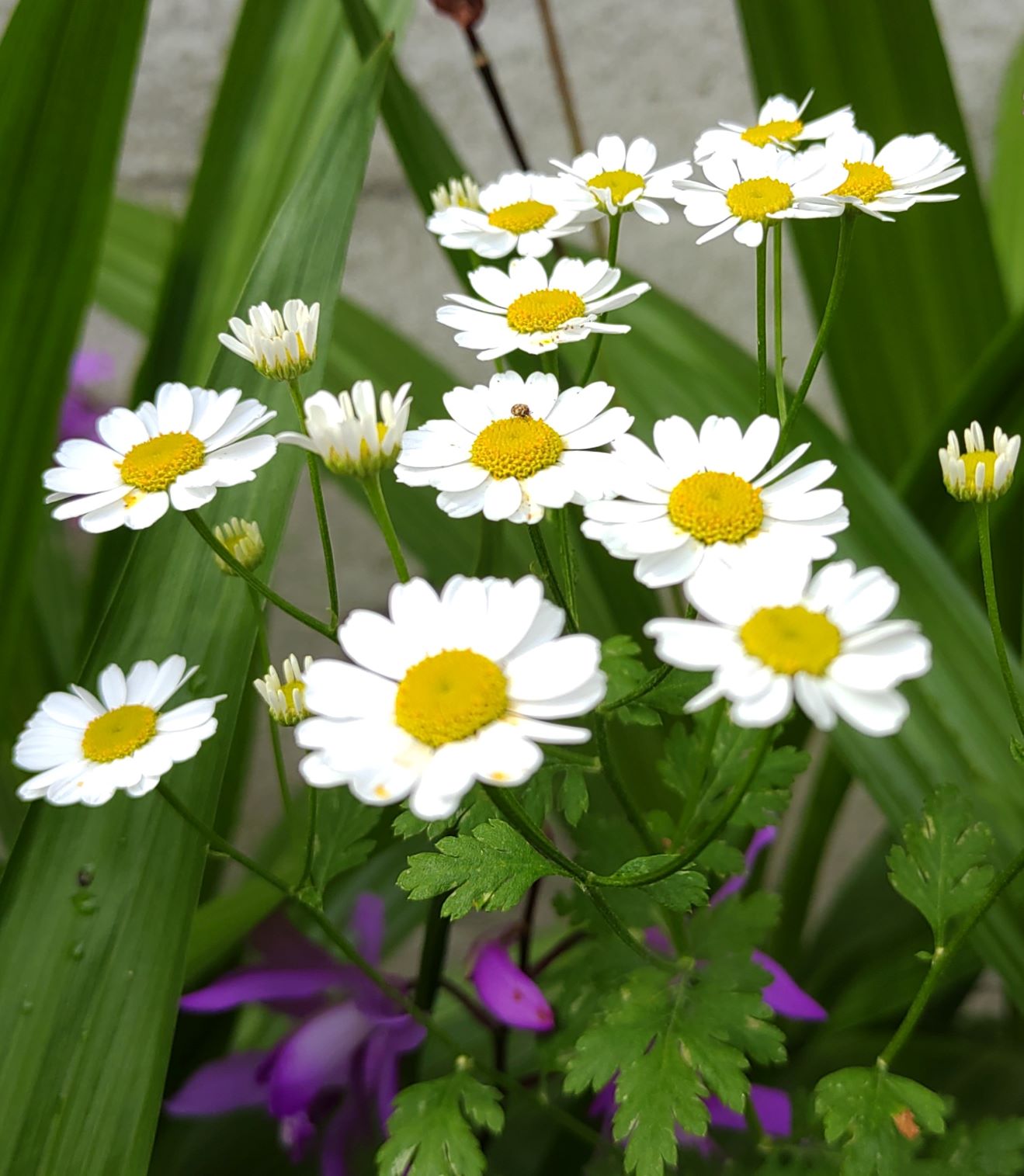 白い花びらが美しい花たち