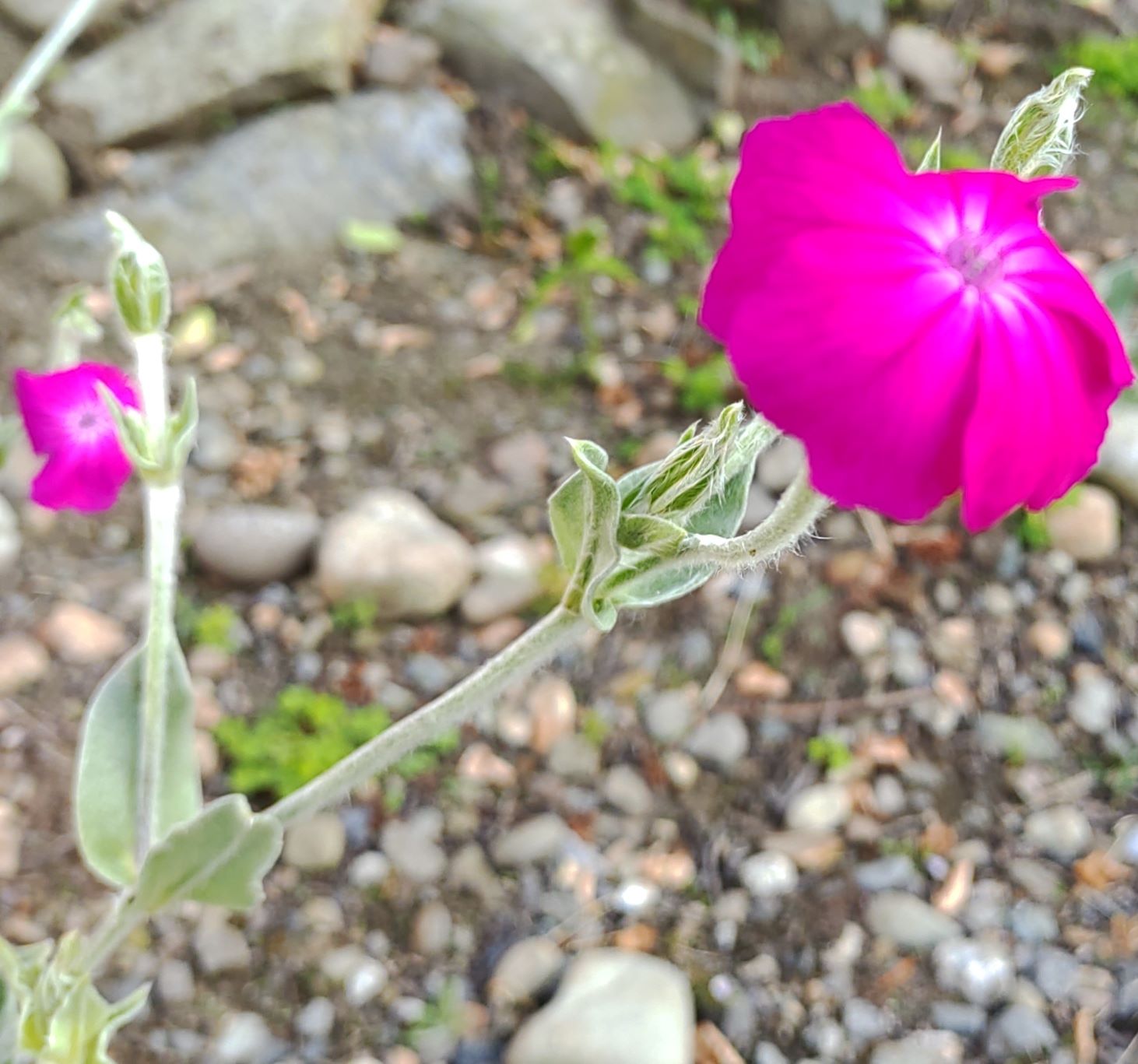 赤紫色が映える花