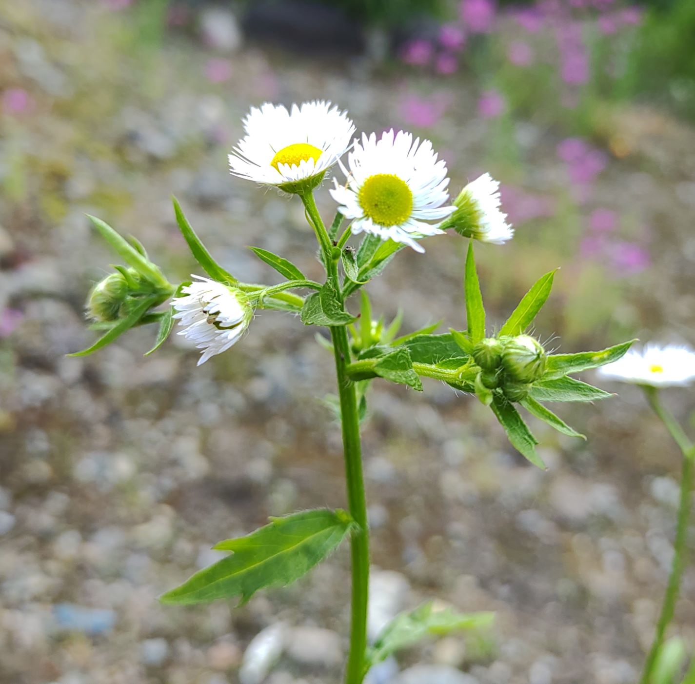 砂利の駐車場に生えた雑草に付いた花