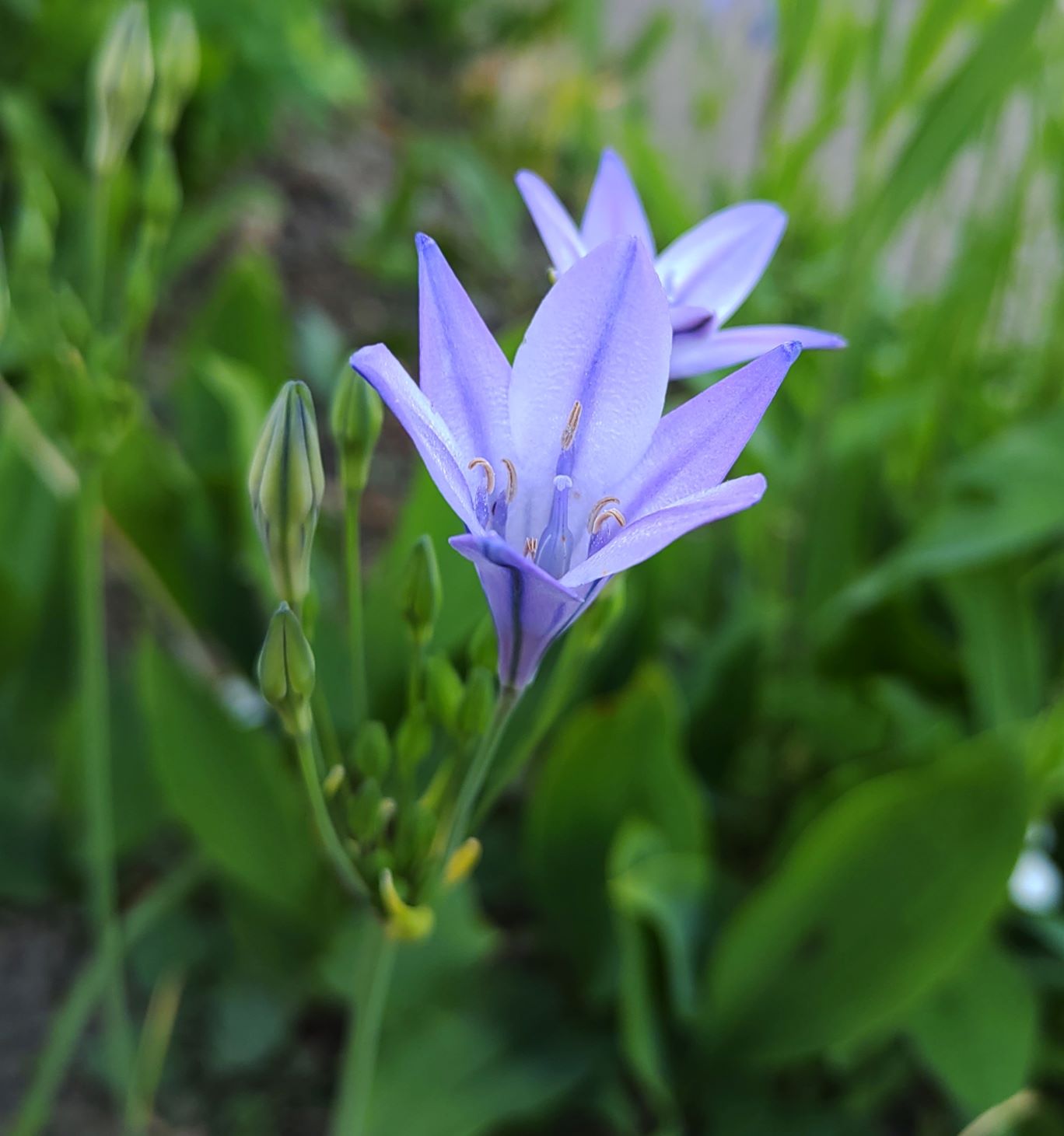 見ているとすがすがしい気持ちになる青い花