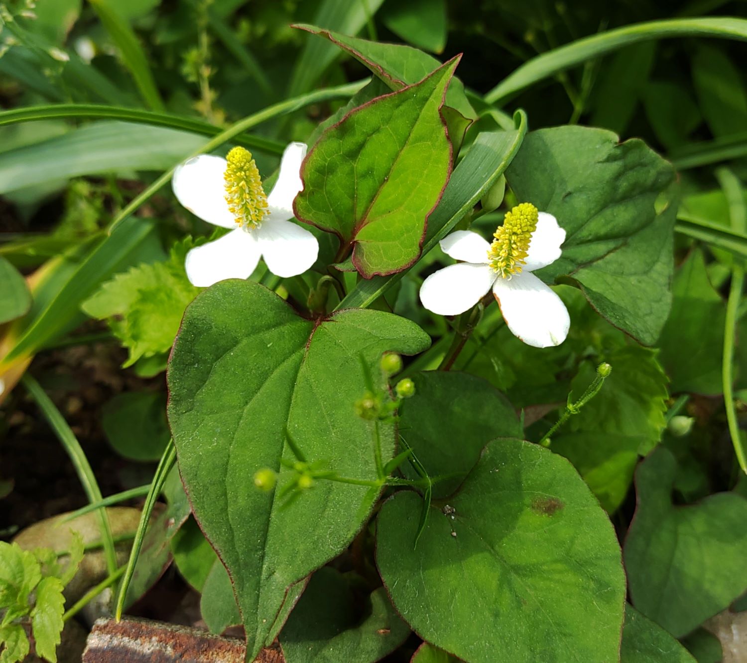 可愛らしく咲く白いドクダミの花