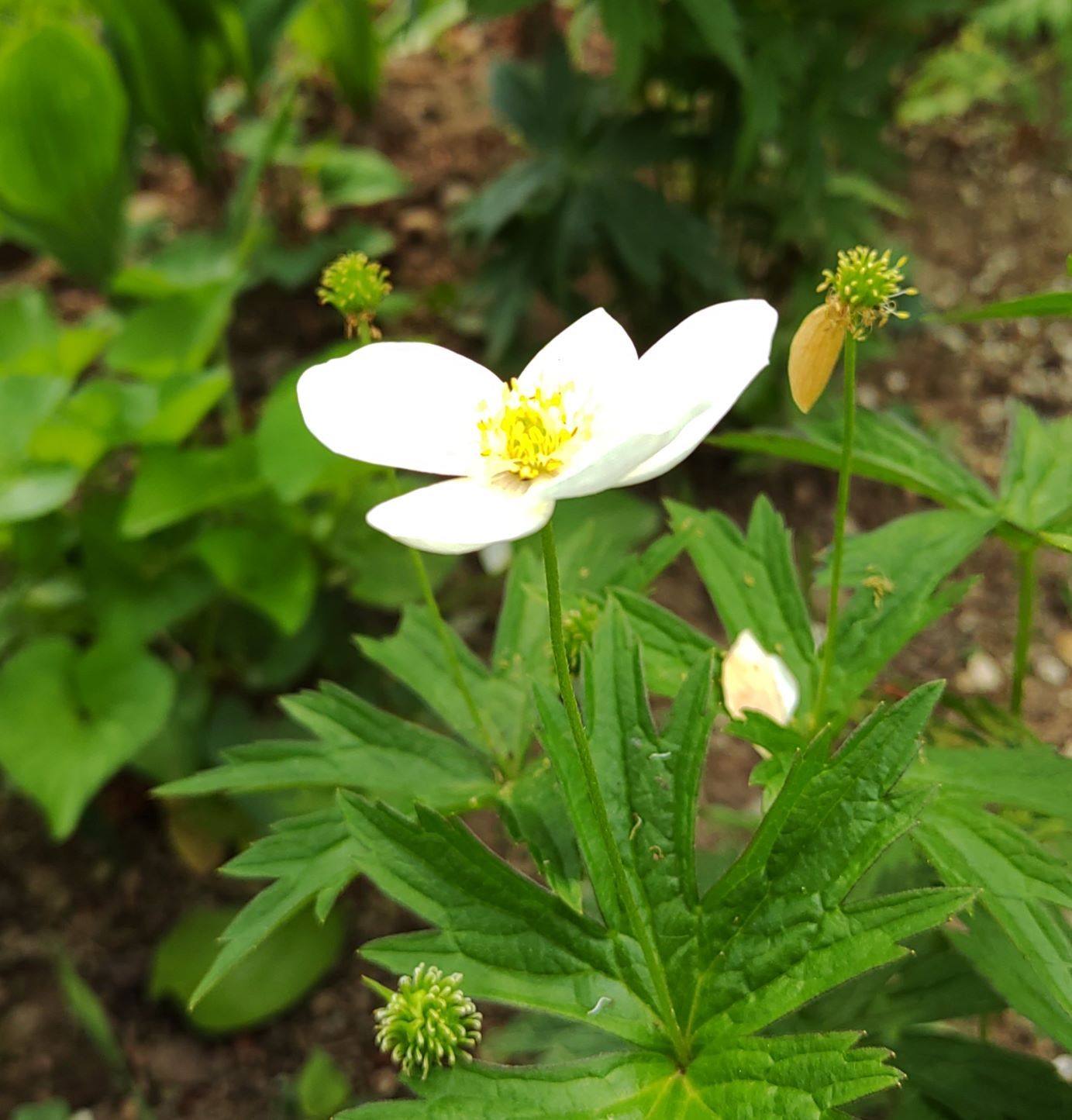 5枚の花びらが全開の白い花