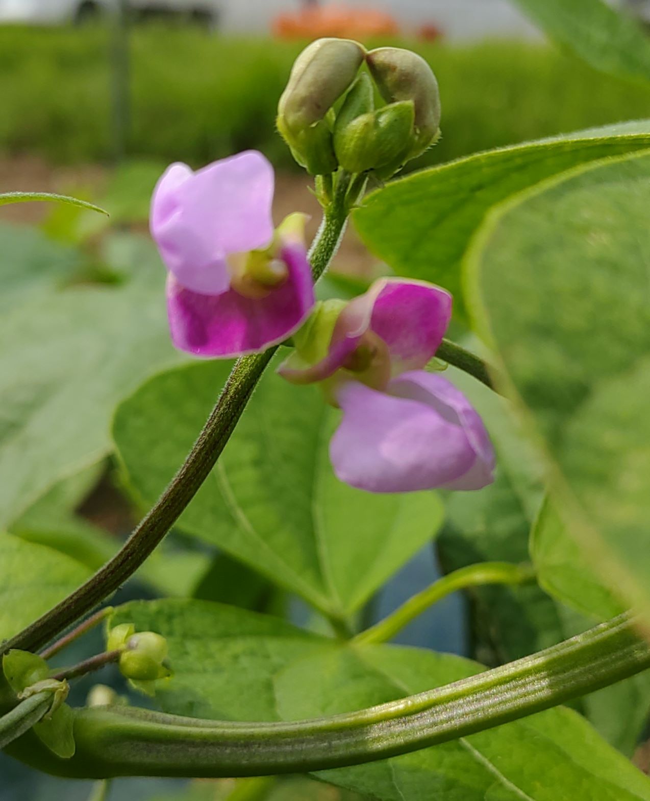 紫が美しいインゲンの花