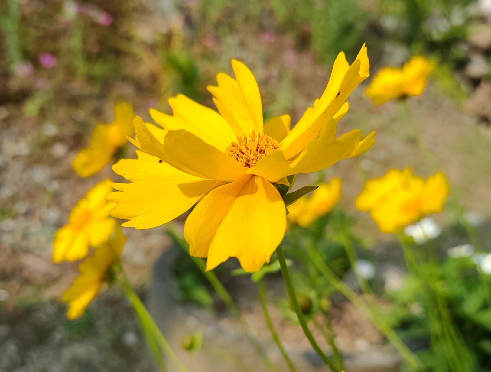 とがった花びらが綺麗な黄色い花