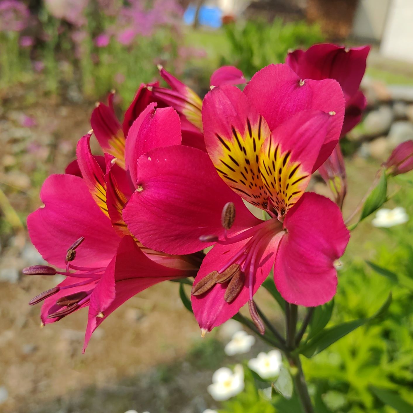 紫の花びらが妖艶な花