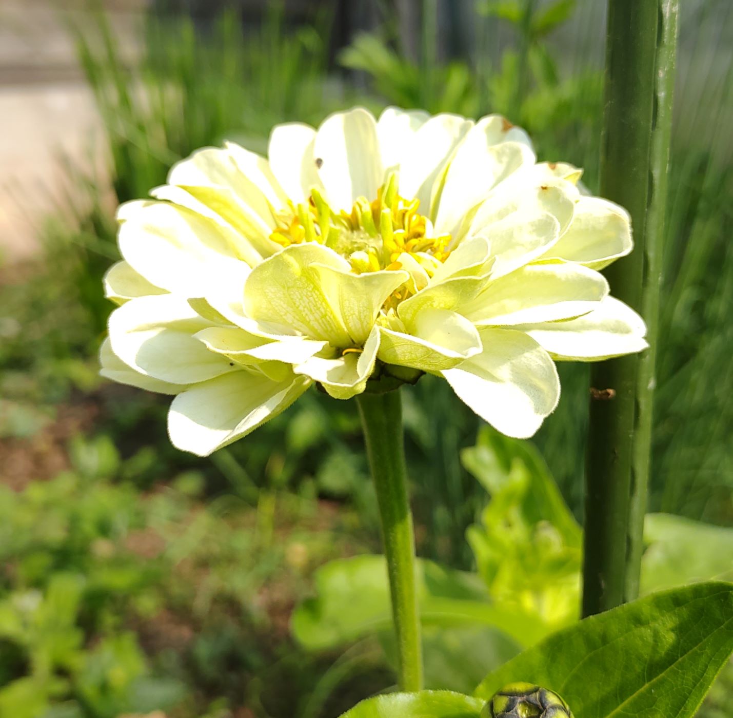 白い花びらが沢山付く花