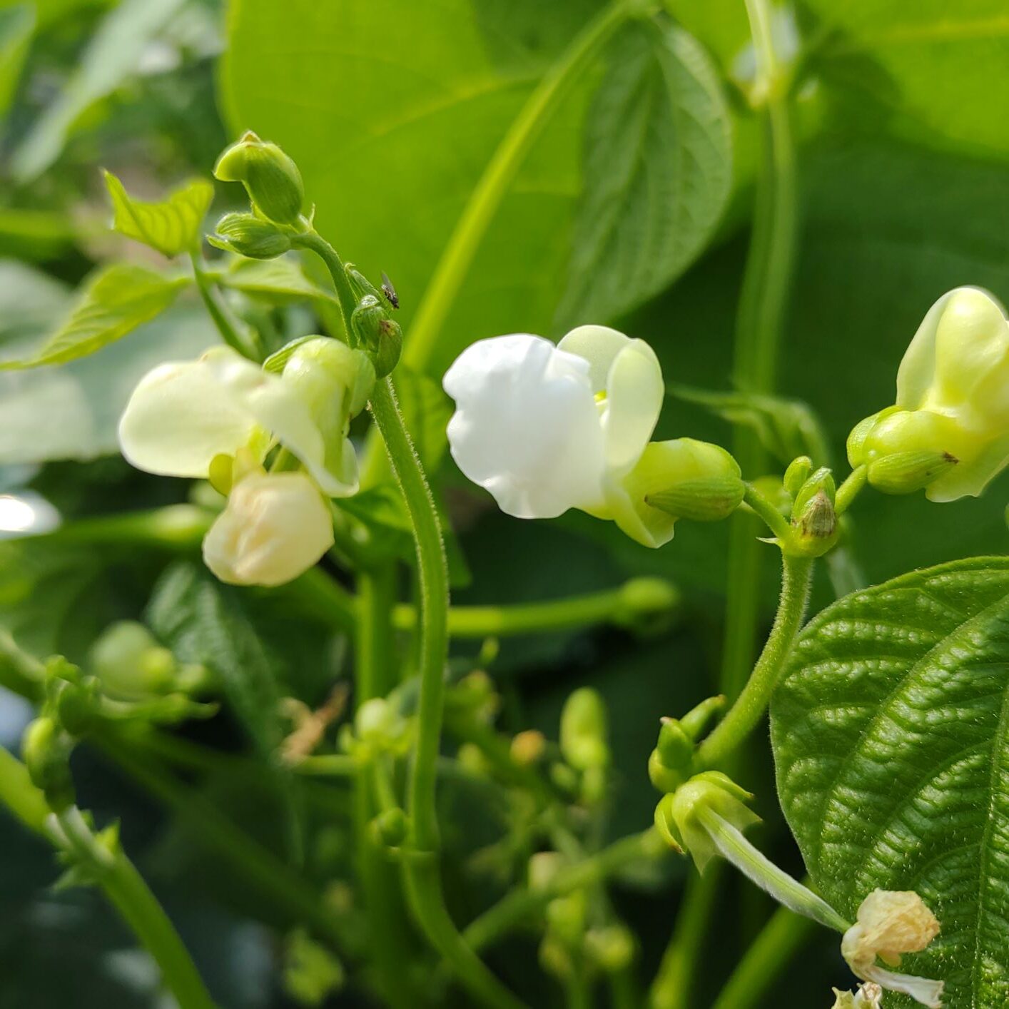 白い豆の花が開花