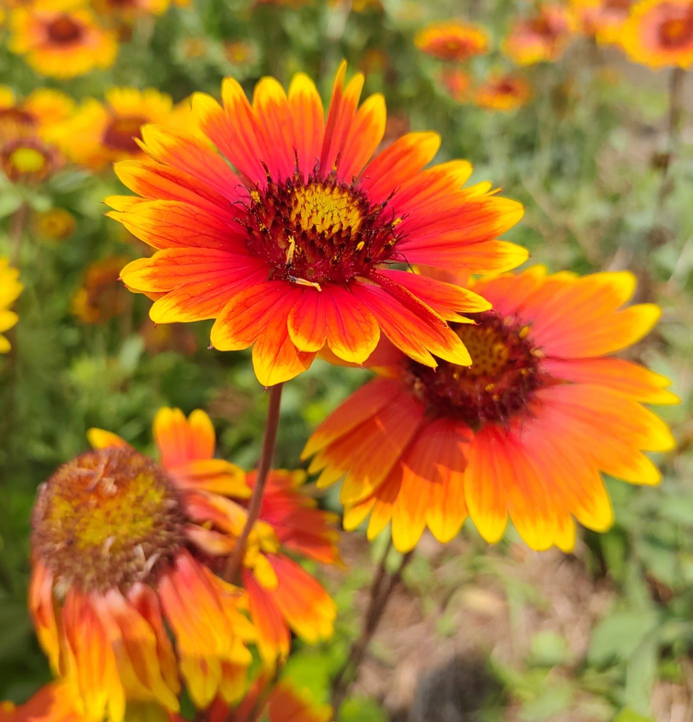 ヒマワリの仲間にも見える花