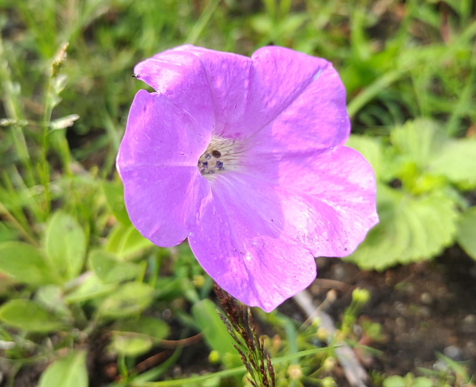 淡いピンクの花びらが綺麗な昼顔の花