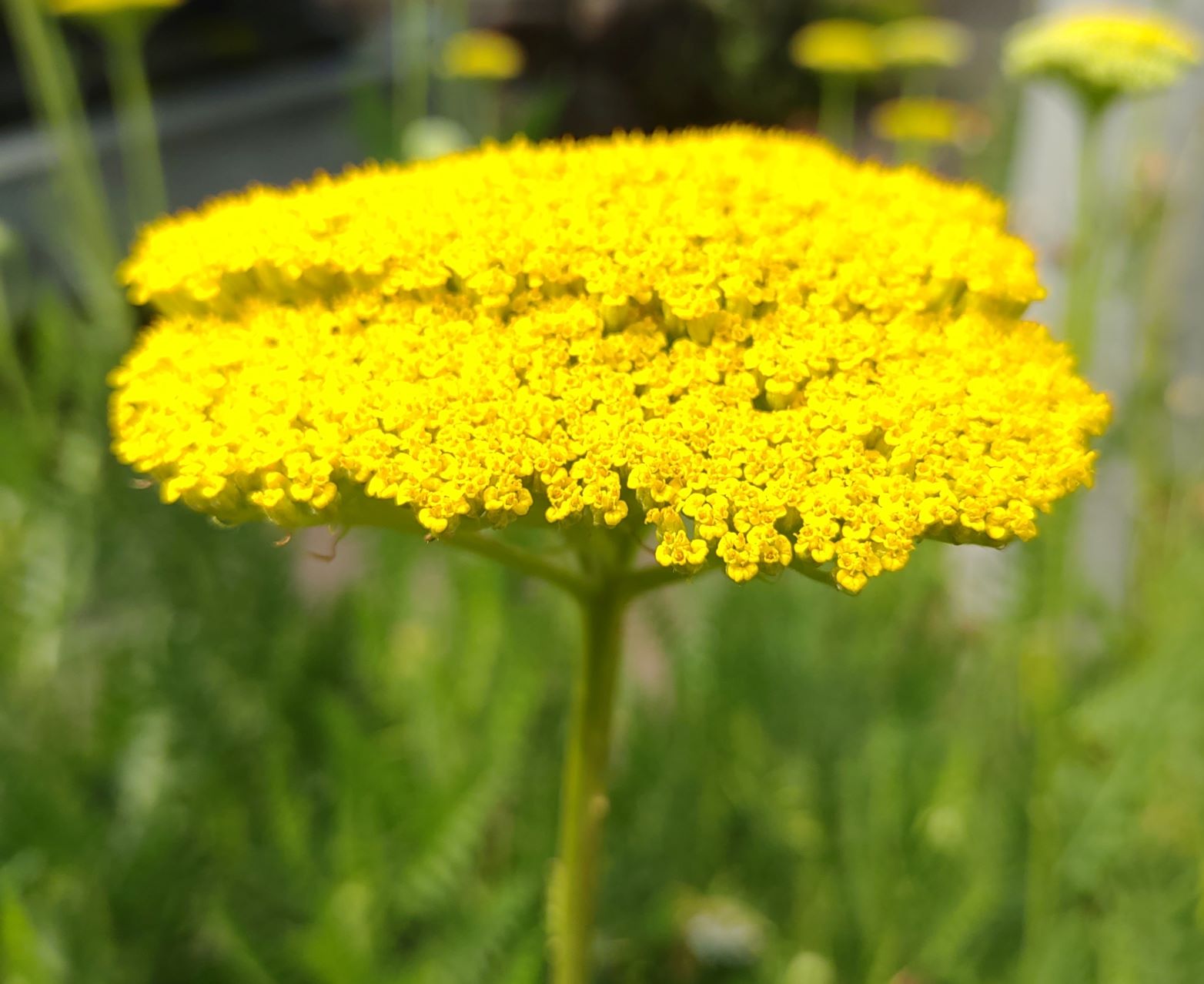 黄色い小さな花が集まった植物