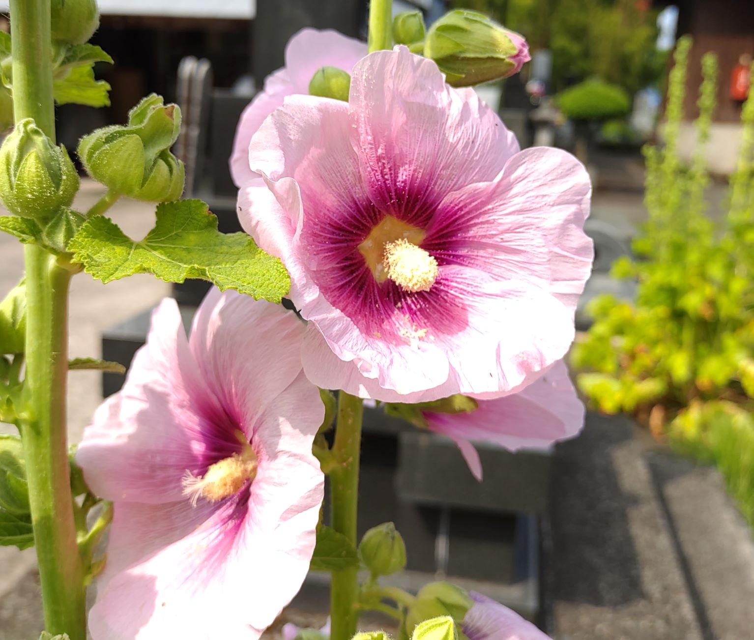 白とピンクのグラデーションが美しい大きな花