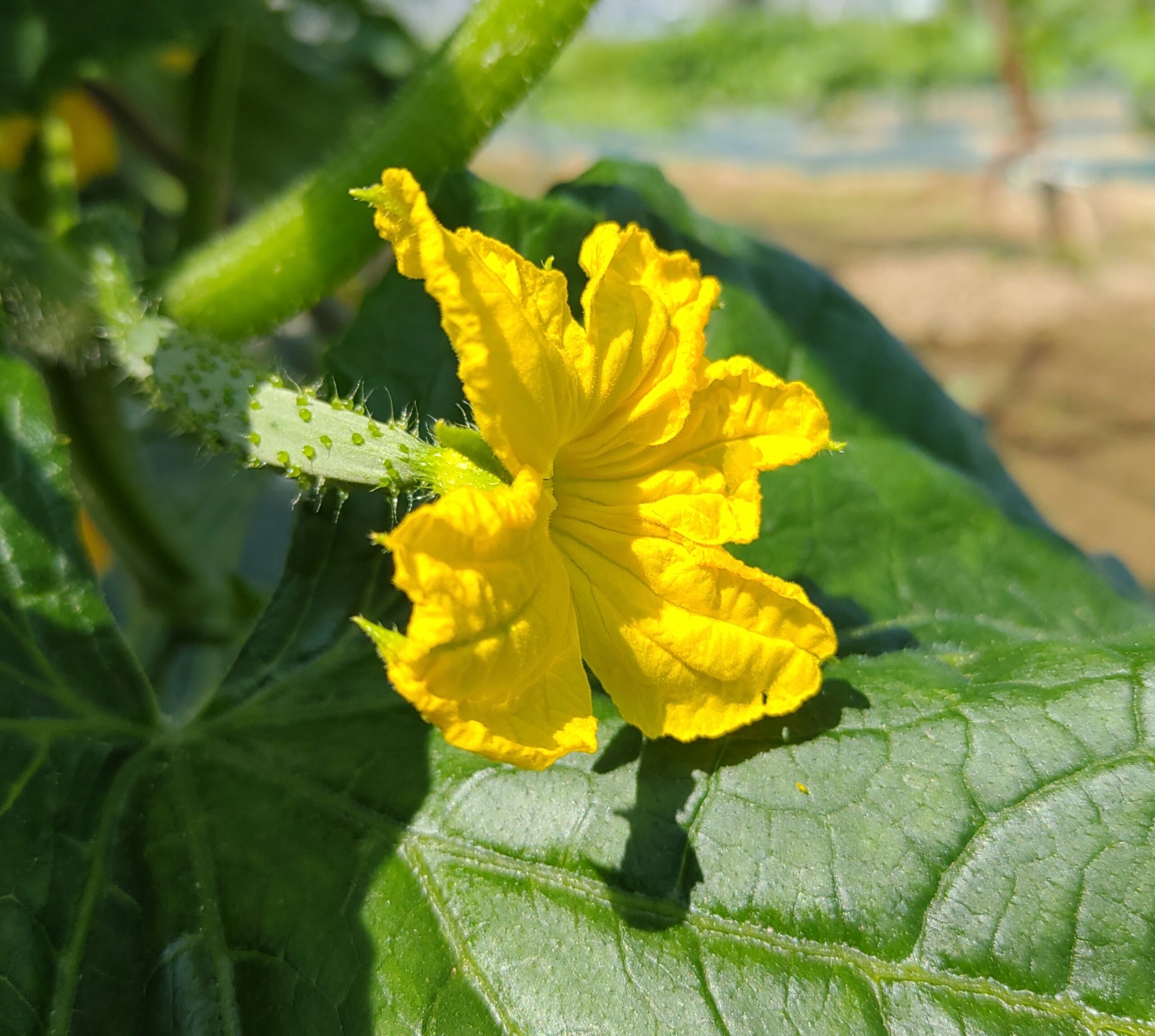 鮮やかな黄色いキュウリの花