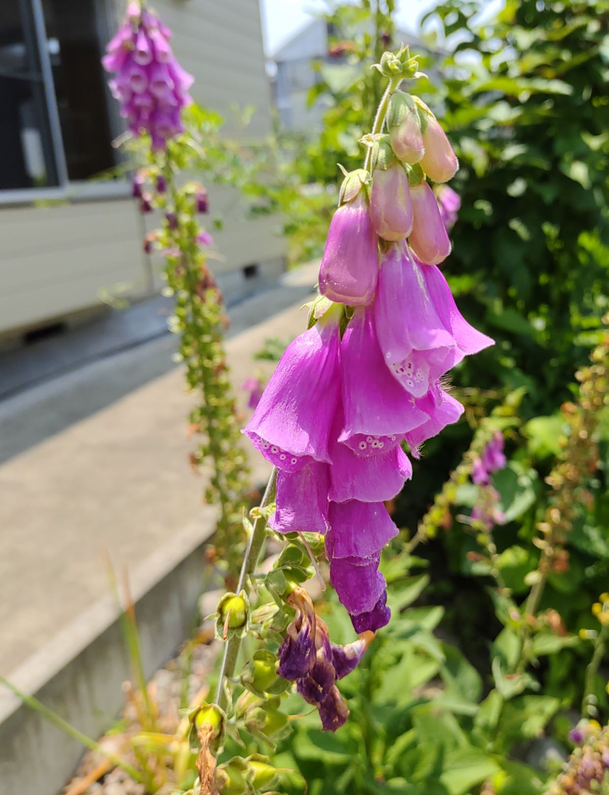 ベル状の紫の花が咲く植物