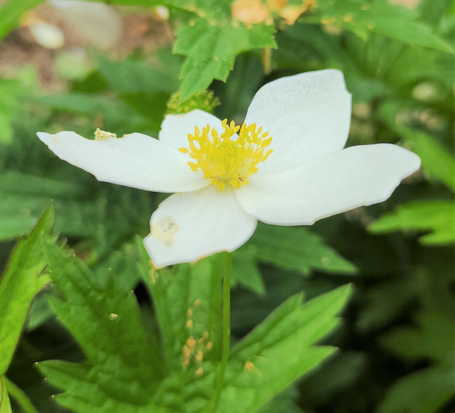 黄色いめしべとおしべが可愛らしい白い花