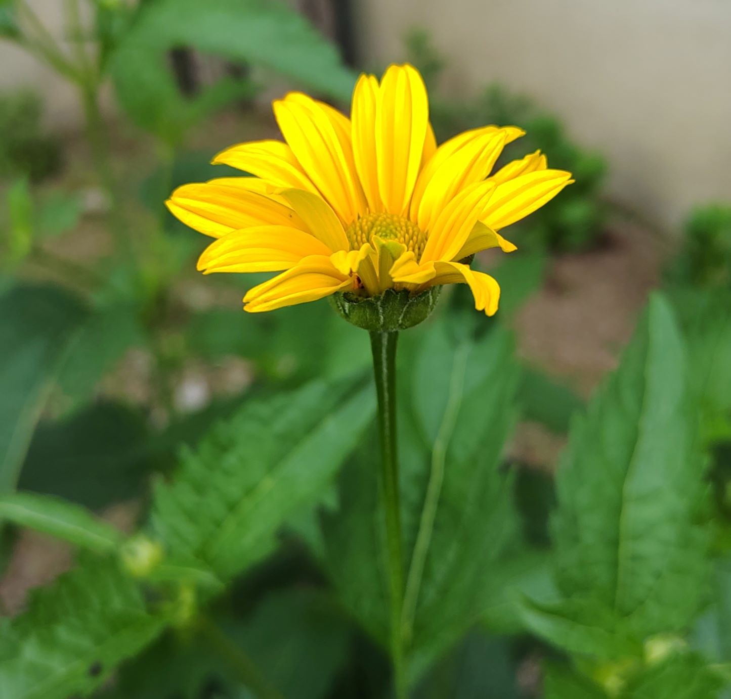 タンポポに似た黄色い花が開花