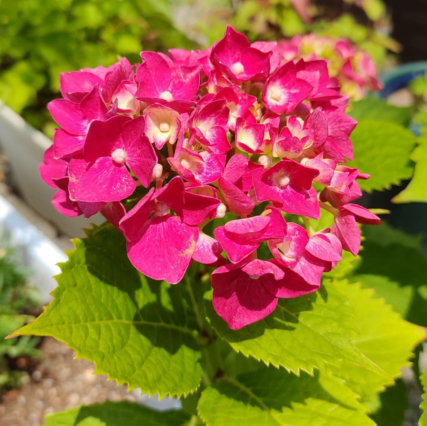 鮮やかに咲く紫の花々