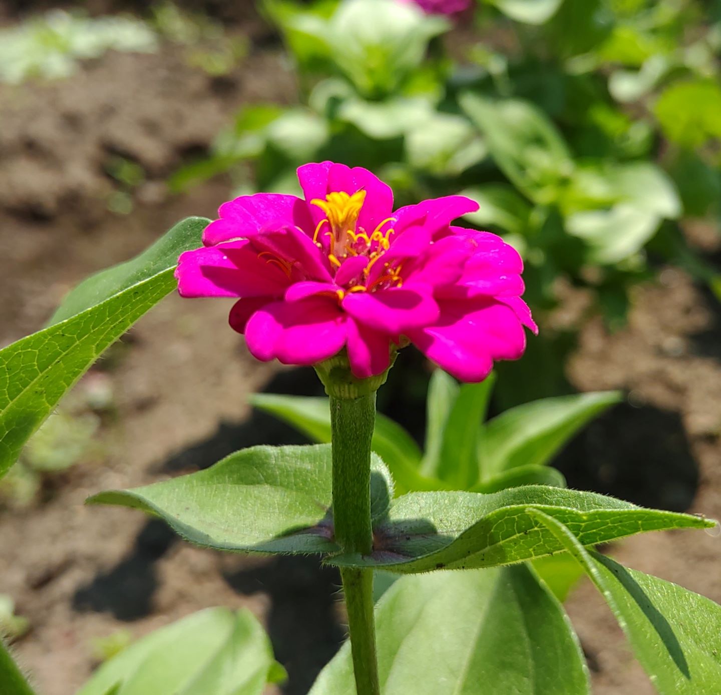 赤紫の花びらが美しいゼニアの花