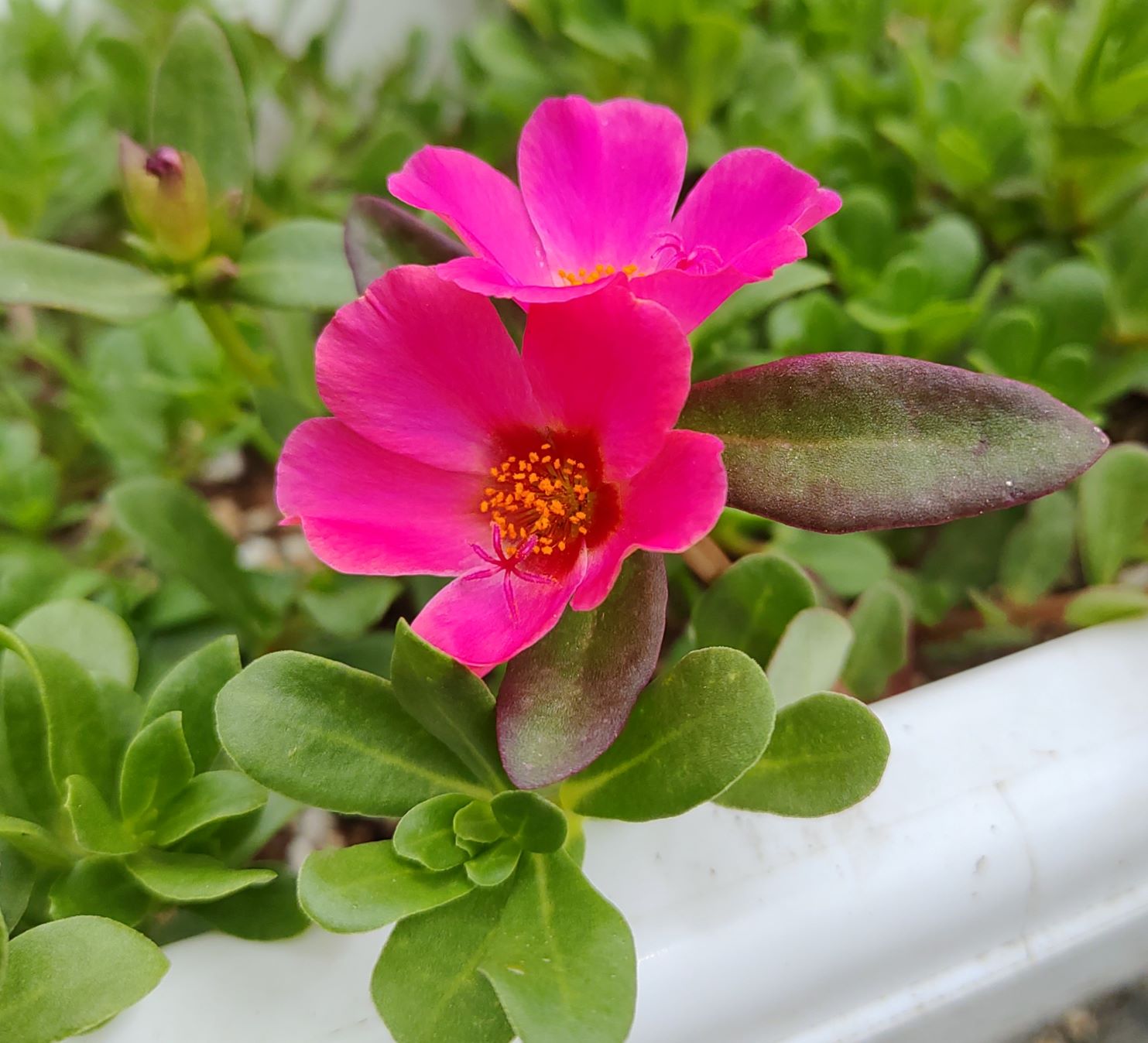 ピンクの花が可愛らしいポーチュラカ