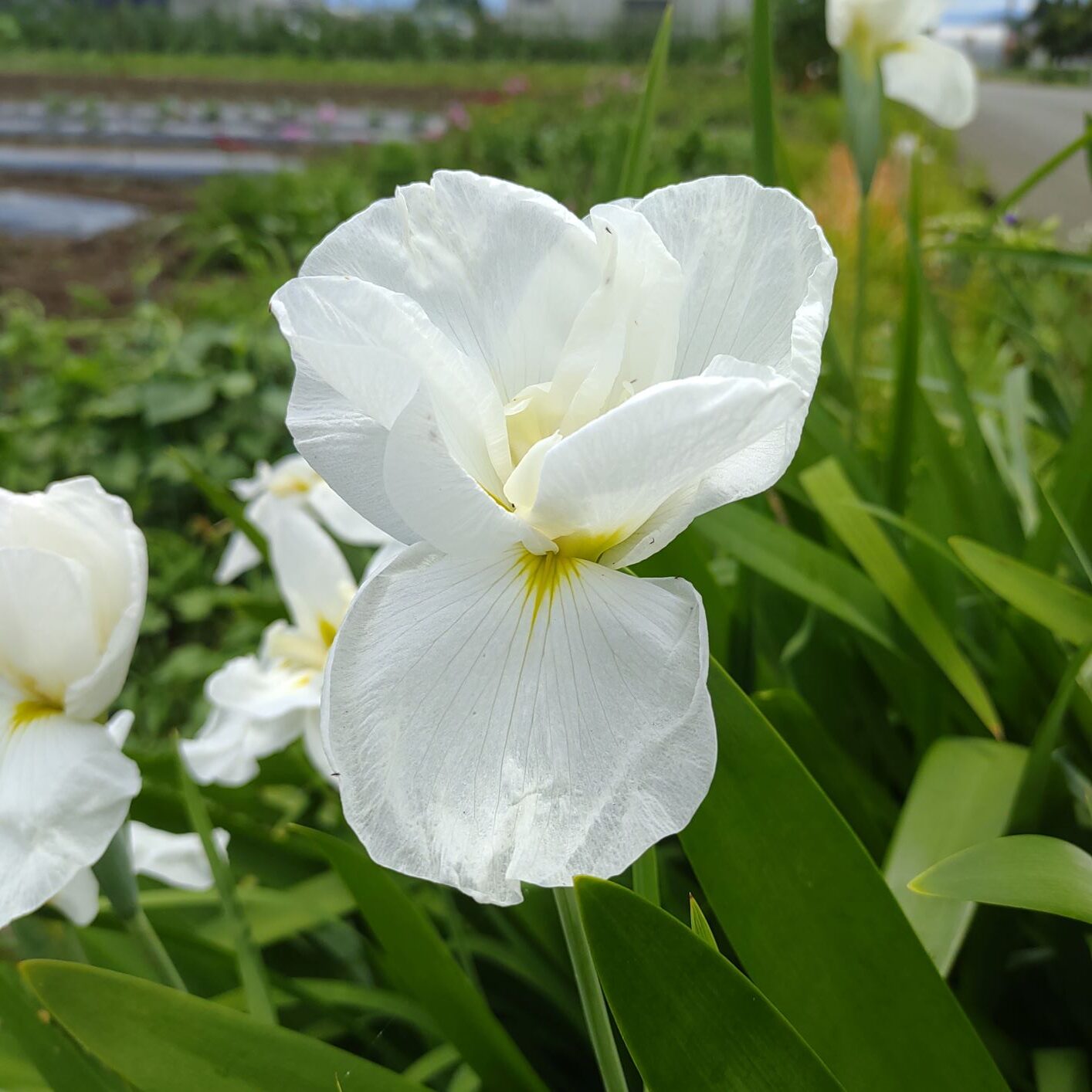 白く美しく咲くアイリス・アルビカンス