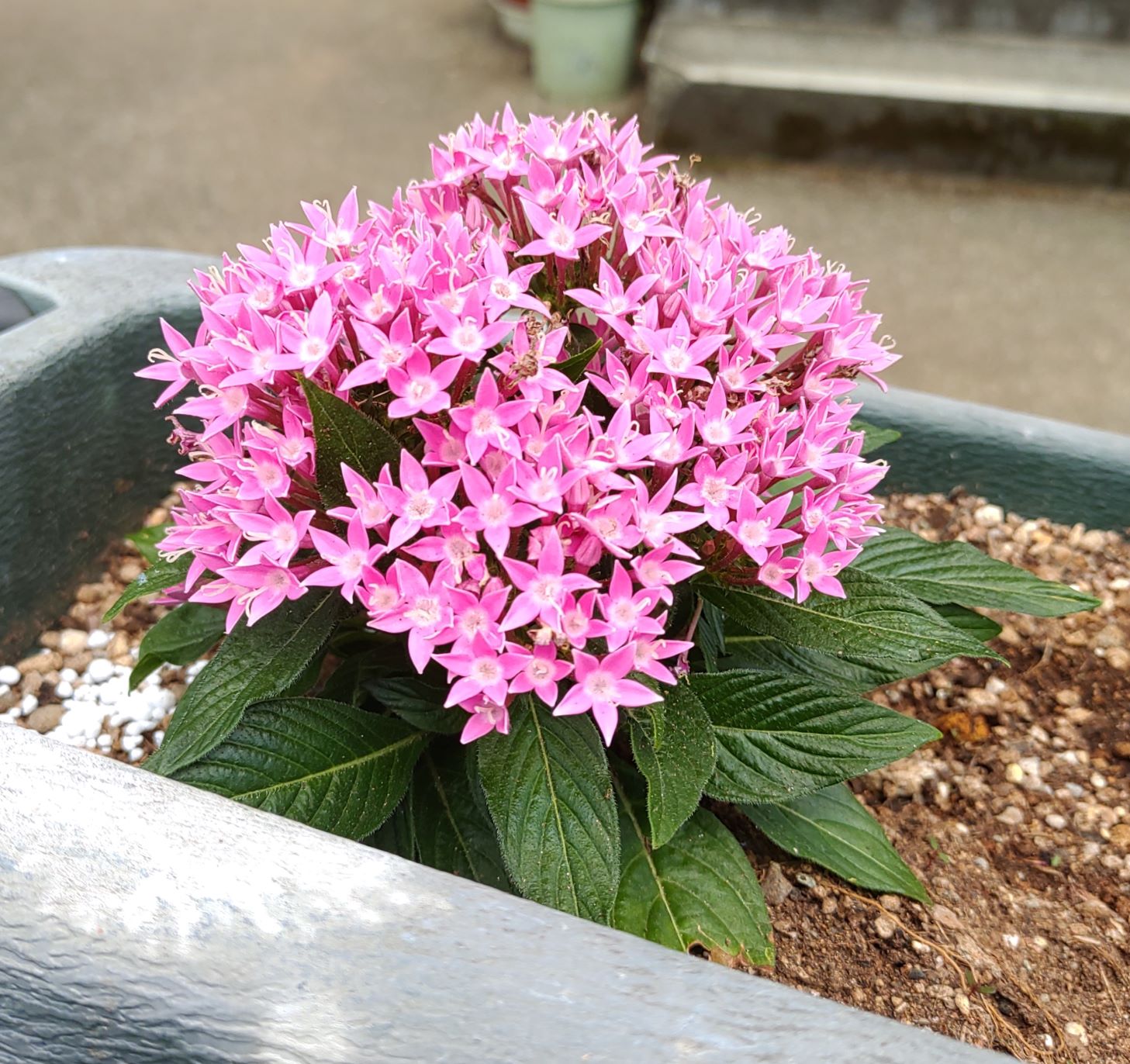 紫色の小さな花がまとまって咲くペンタス