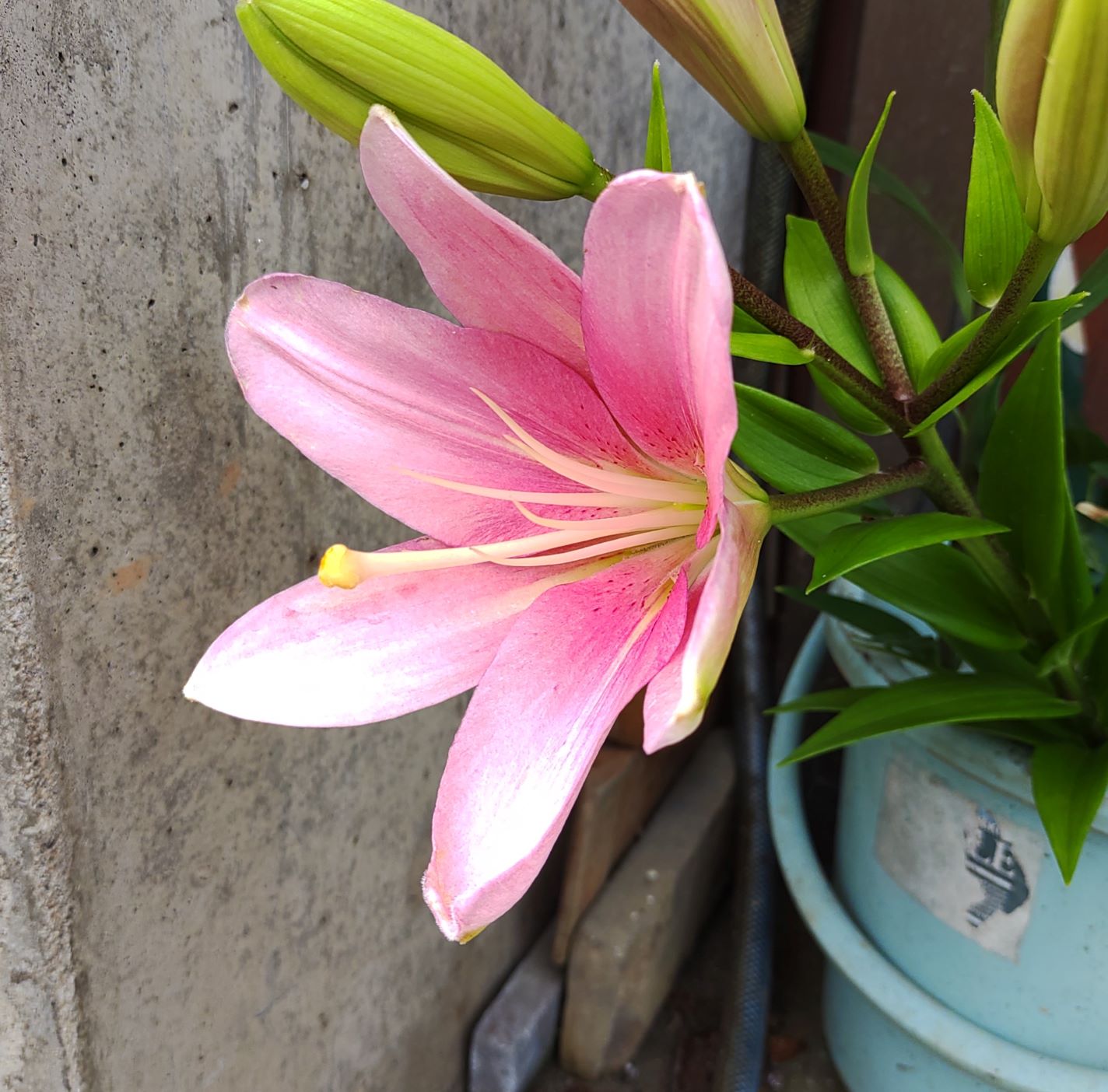 ピンク色の花びらが美しいテッポウユリ