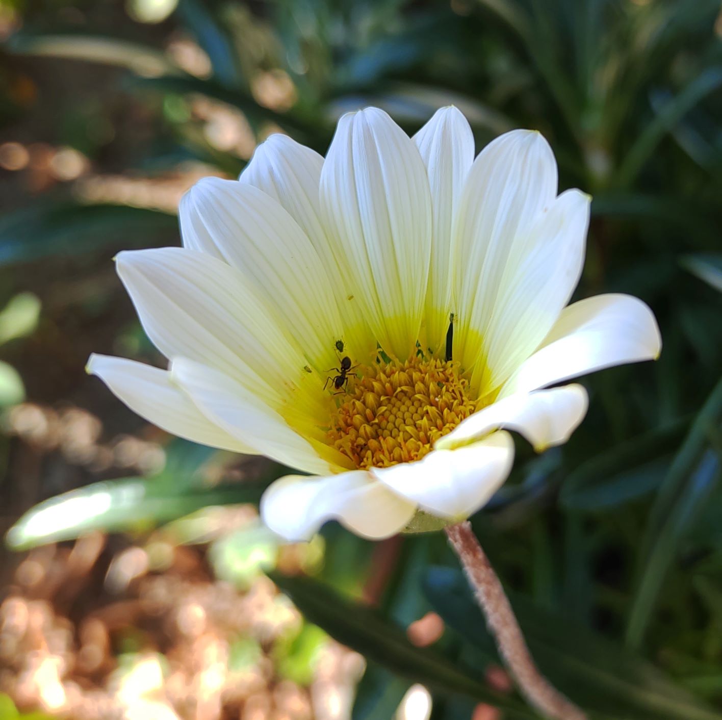 白い花びらが美しいガザニア