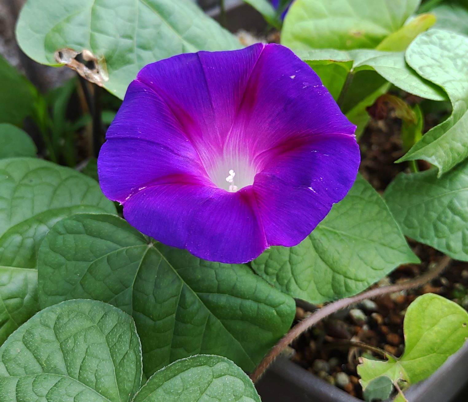 青紫色の花びらが美しいアサガオ