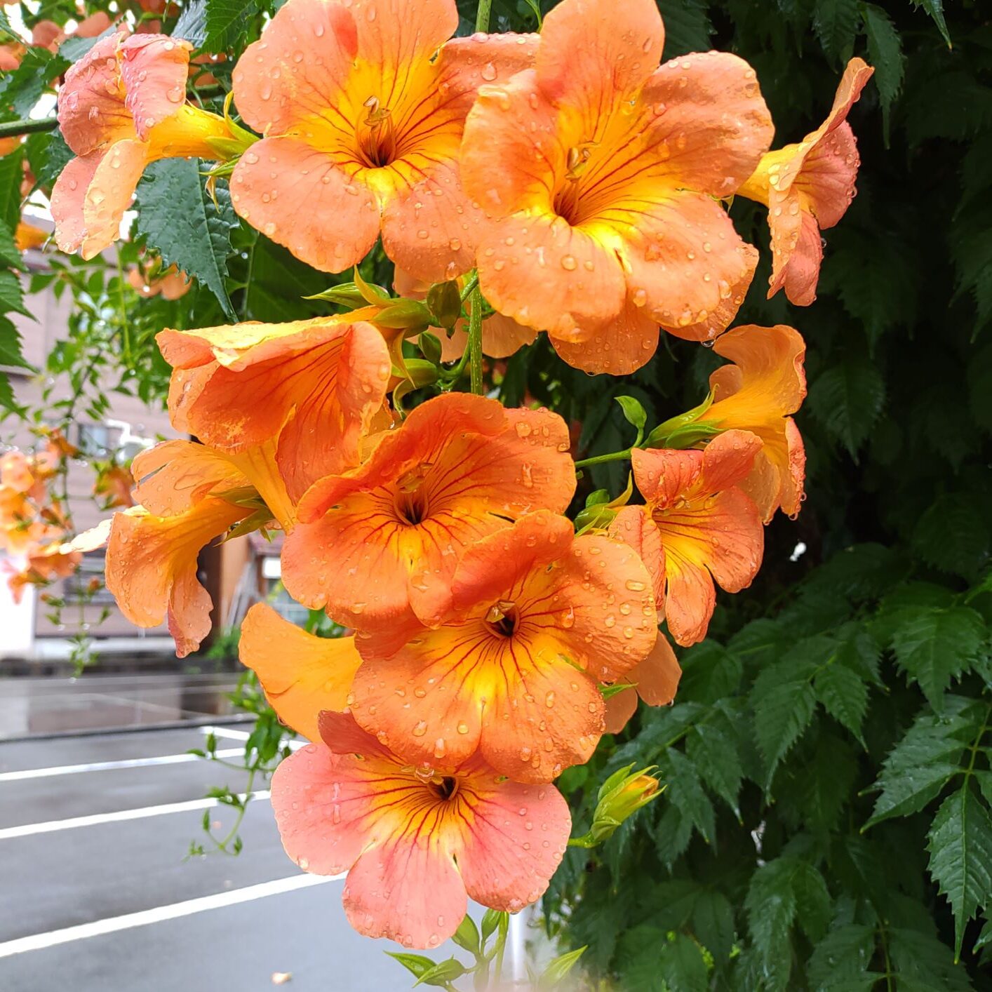 沢山咲いたノウゼンカズラの花々