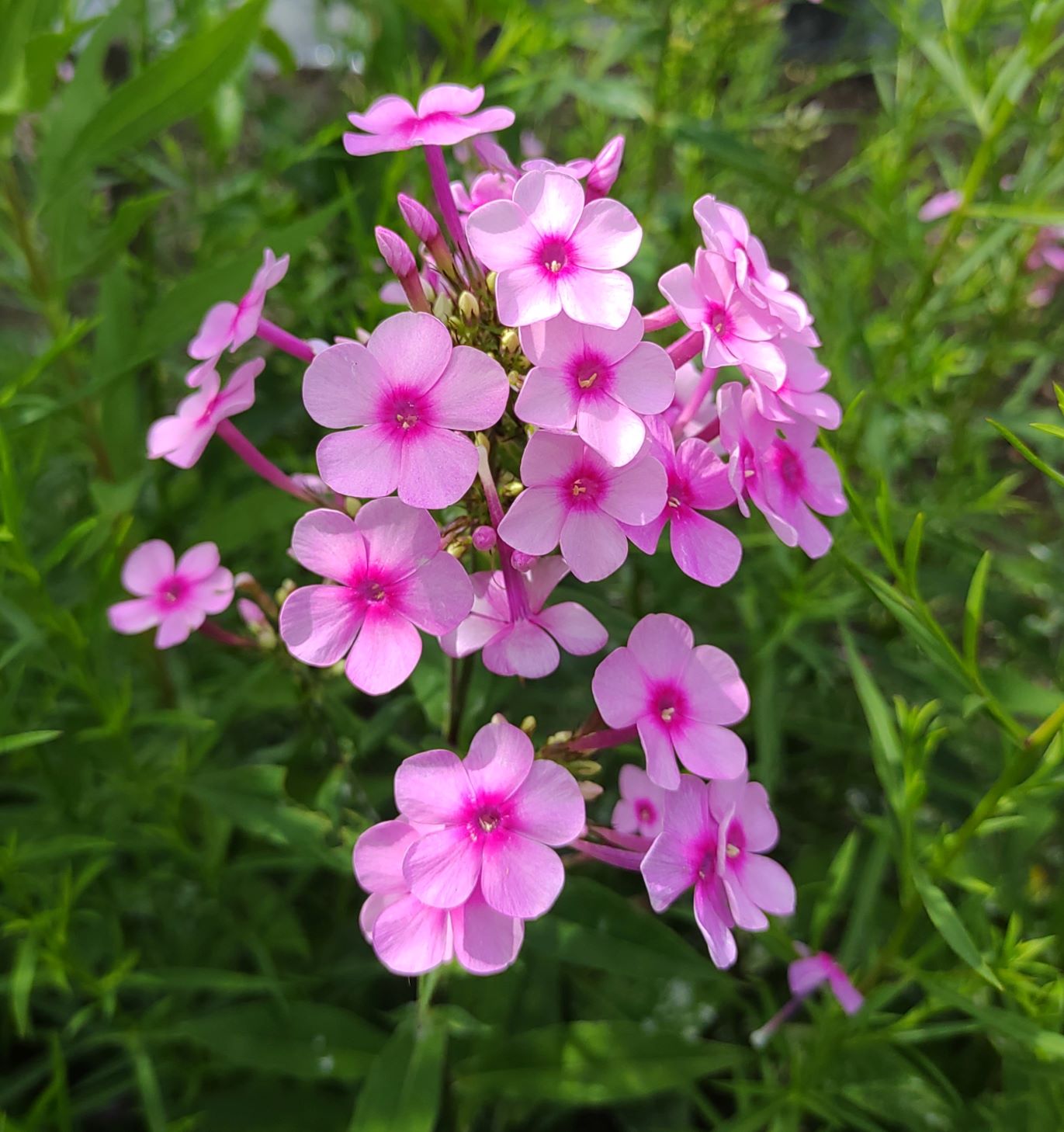 ピンクの鮮やかな宿根草