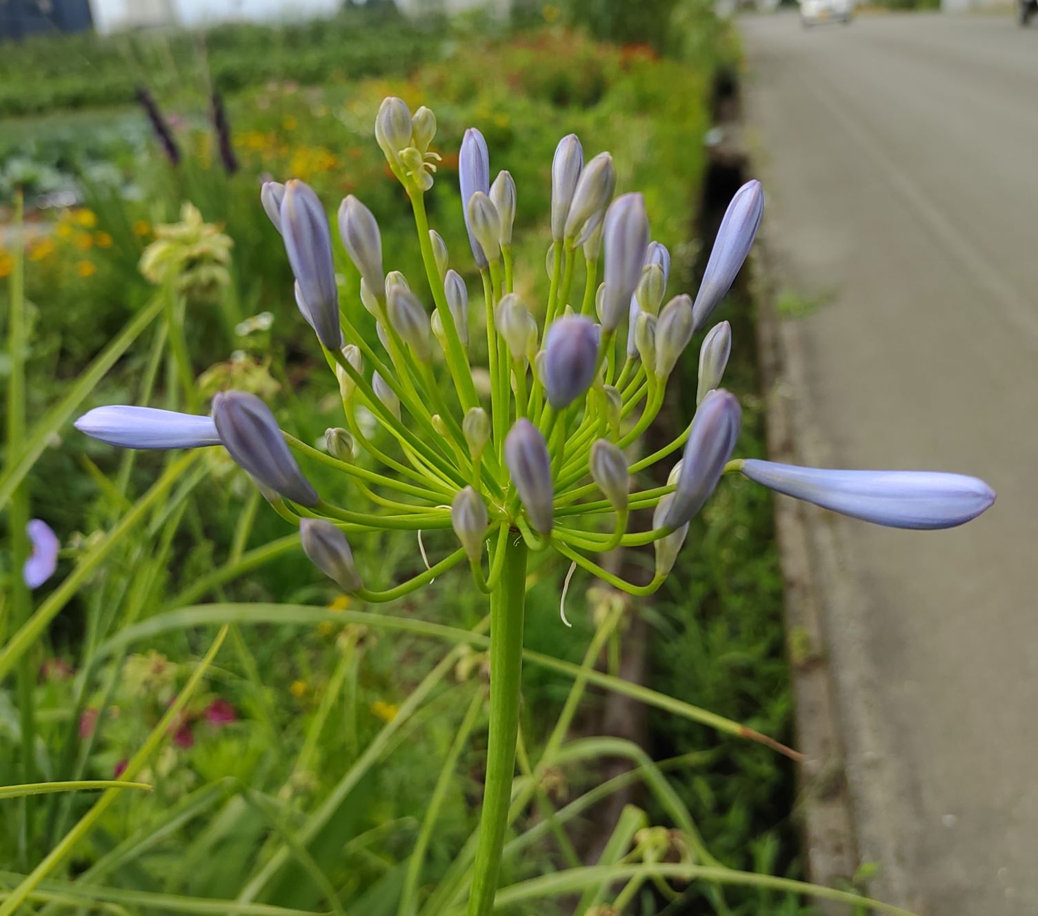 開花直前のアガパンサス