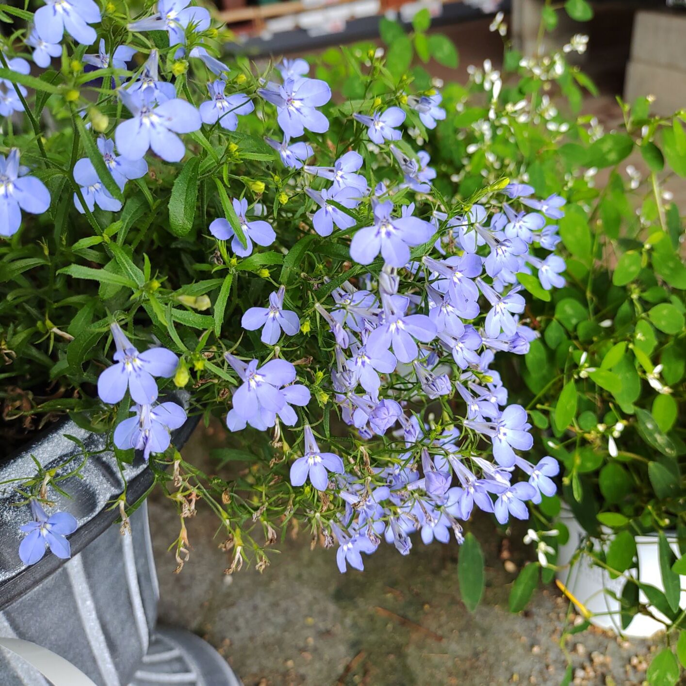 いくつもの花が咲くルリミゾカクシ