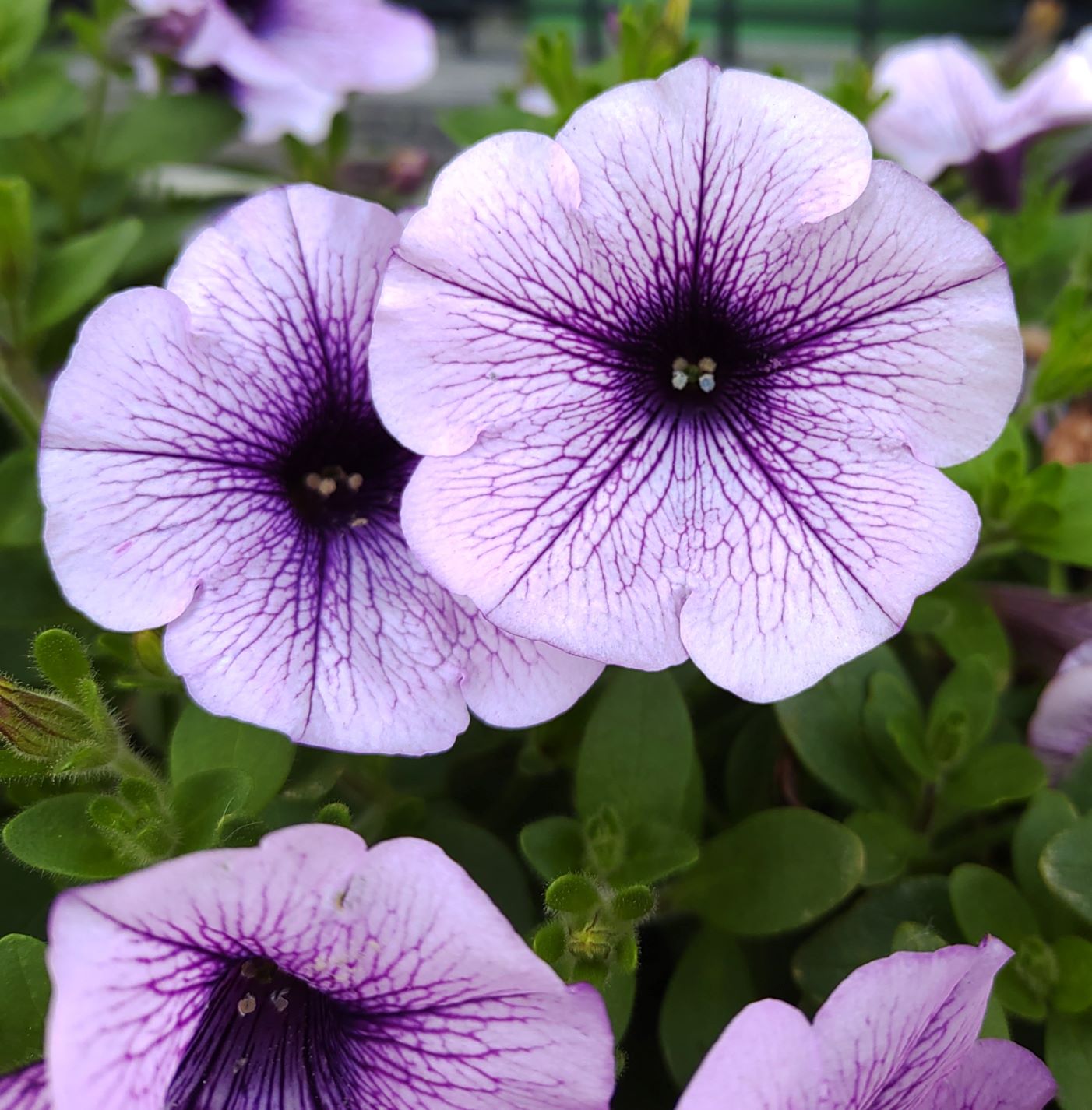 薄紫の花びらが美しいペチュニア