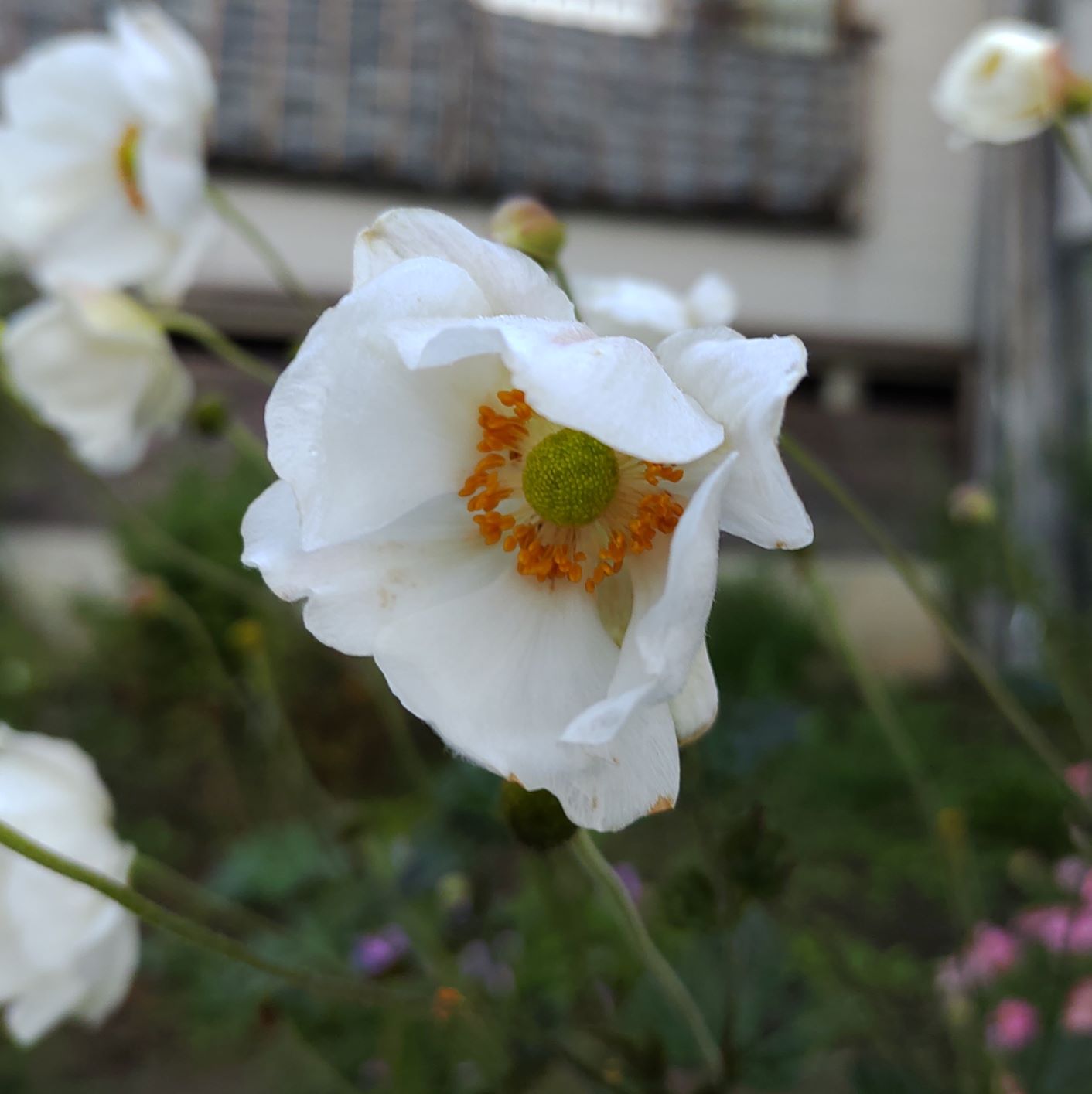 花びらが白く美しいシュウメイギク