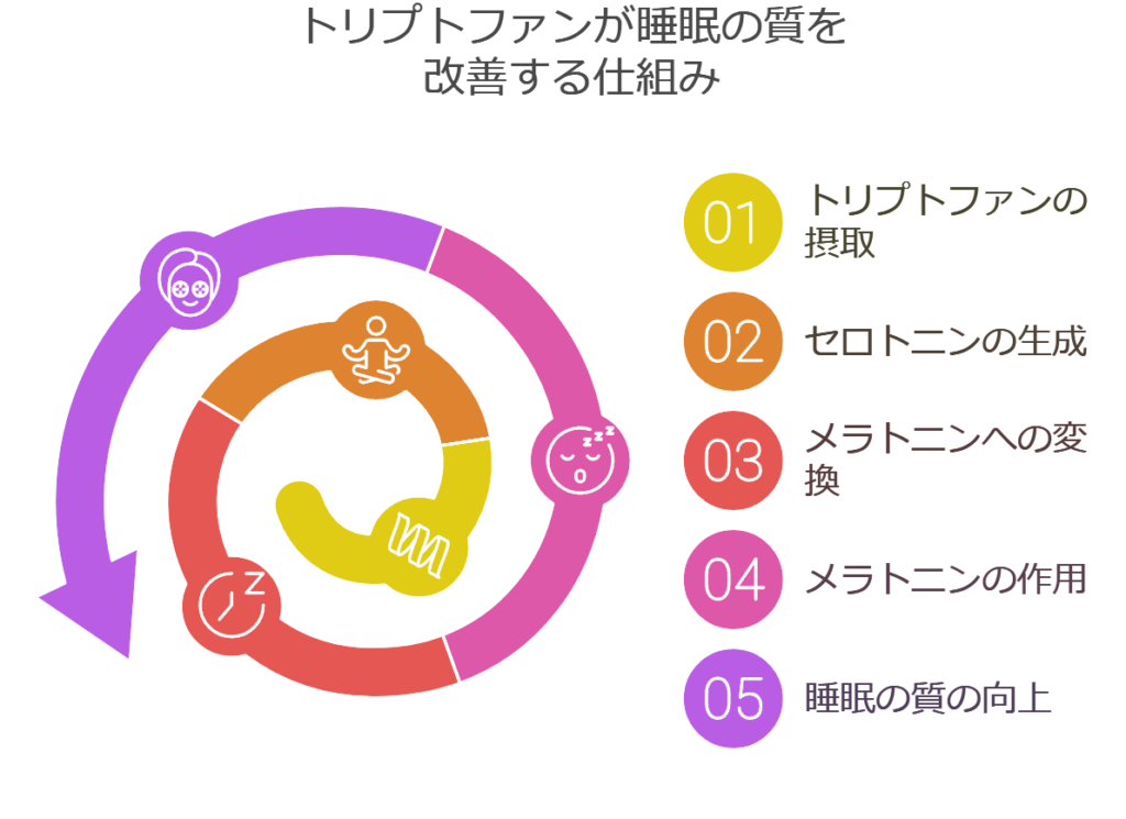 トリプトファンが睡眠の質を改善する仕組み